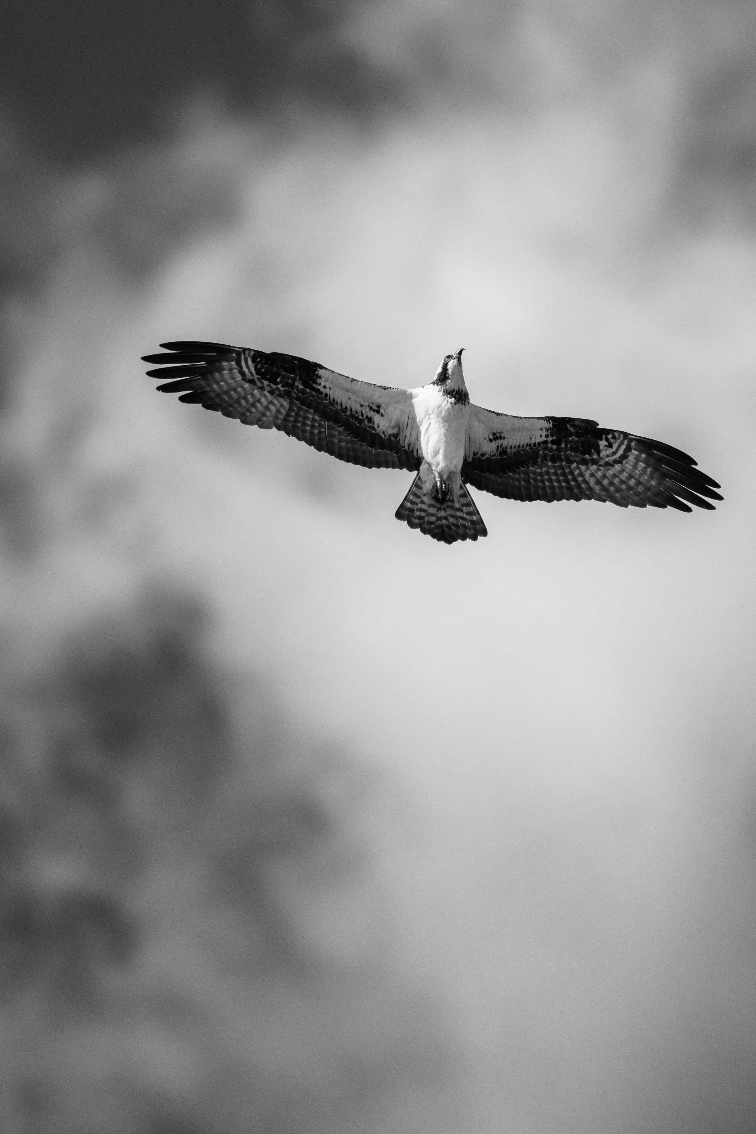 D85_8106.jpg