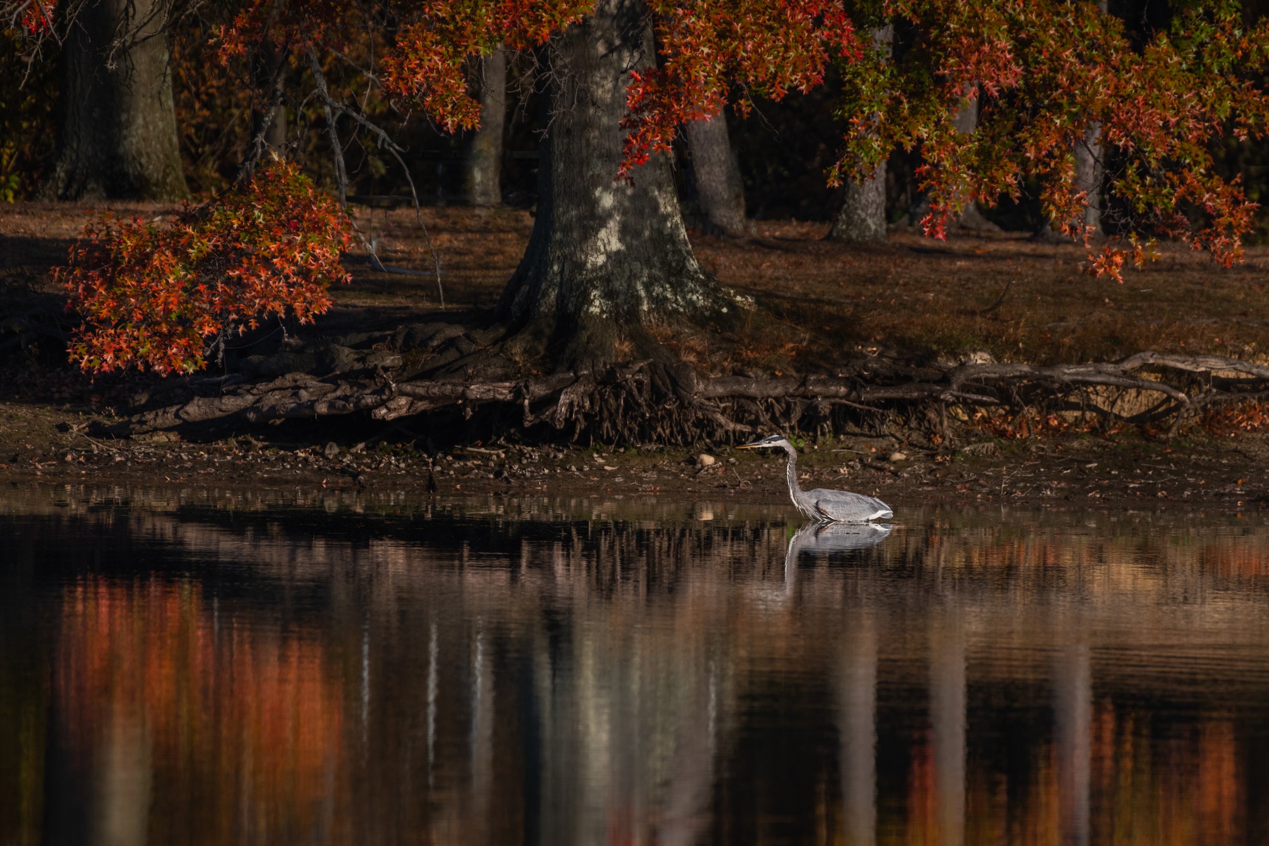 D85_5855.jpg