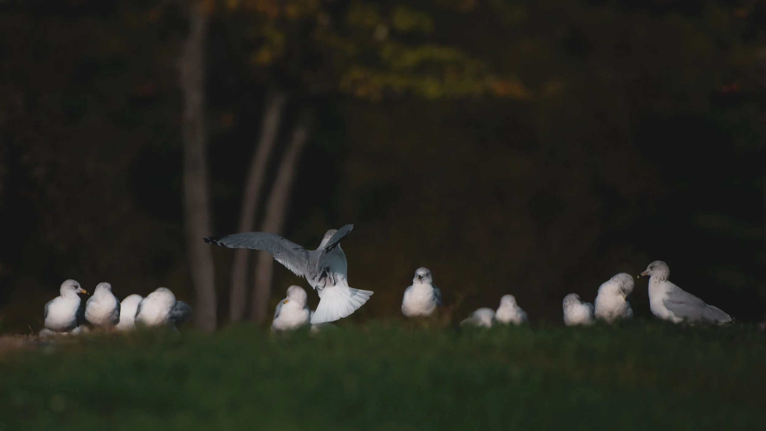 D85_8136-Edit.jpg
