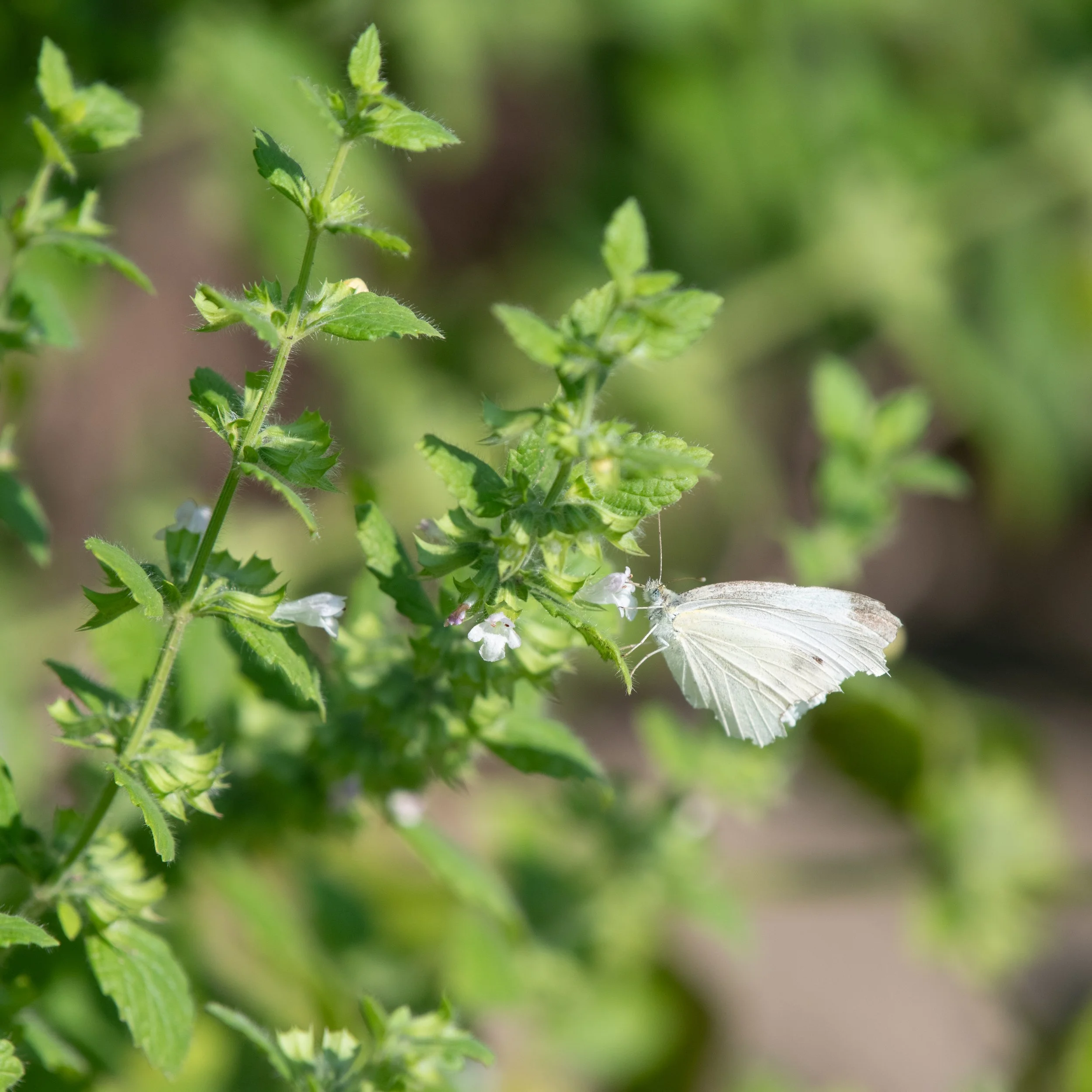 D85_1550.jpg