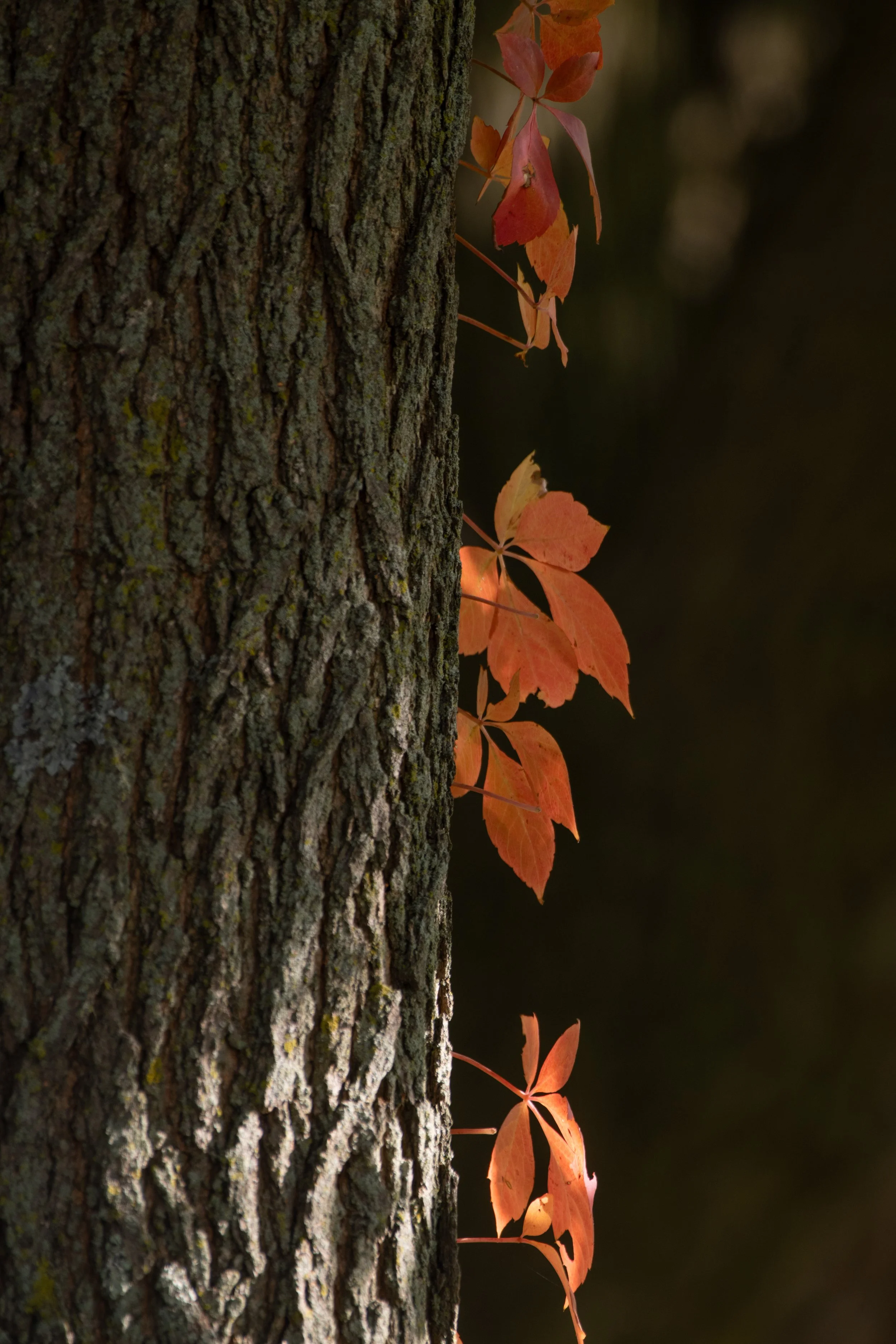 D85_2151.jpg