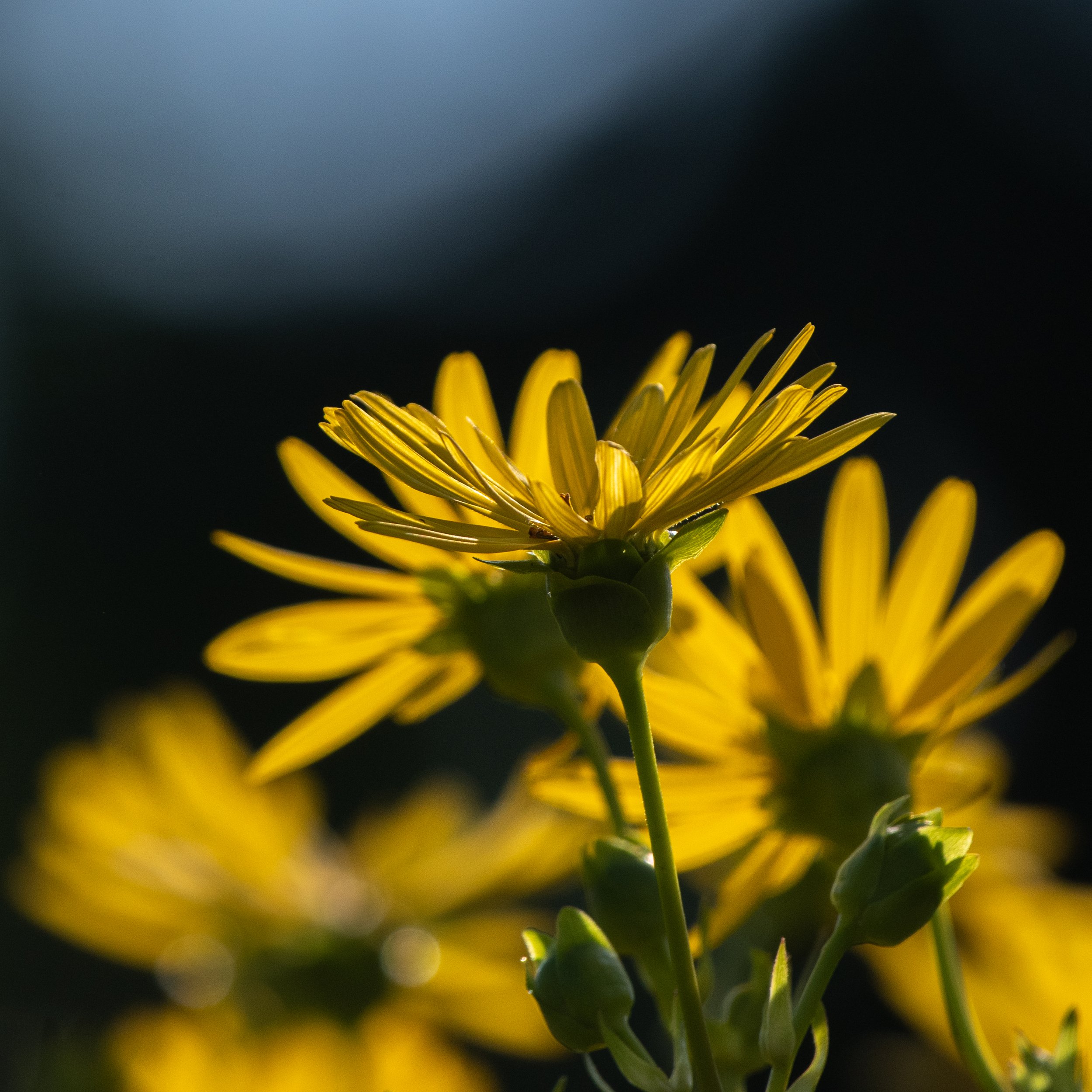 D85_3692.jpg