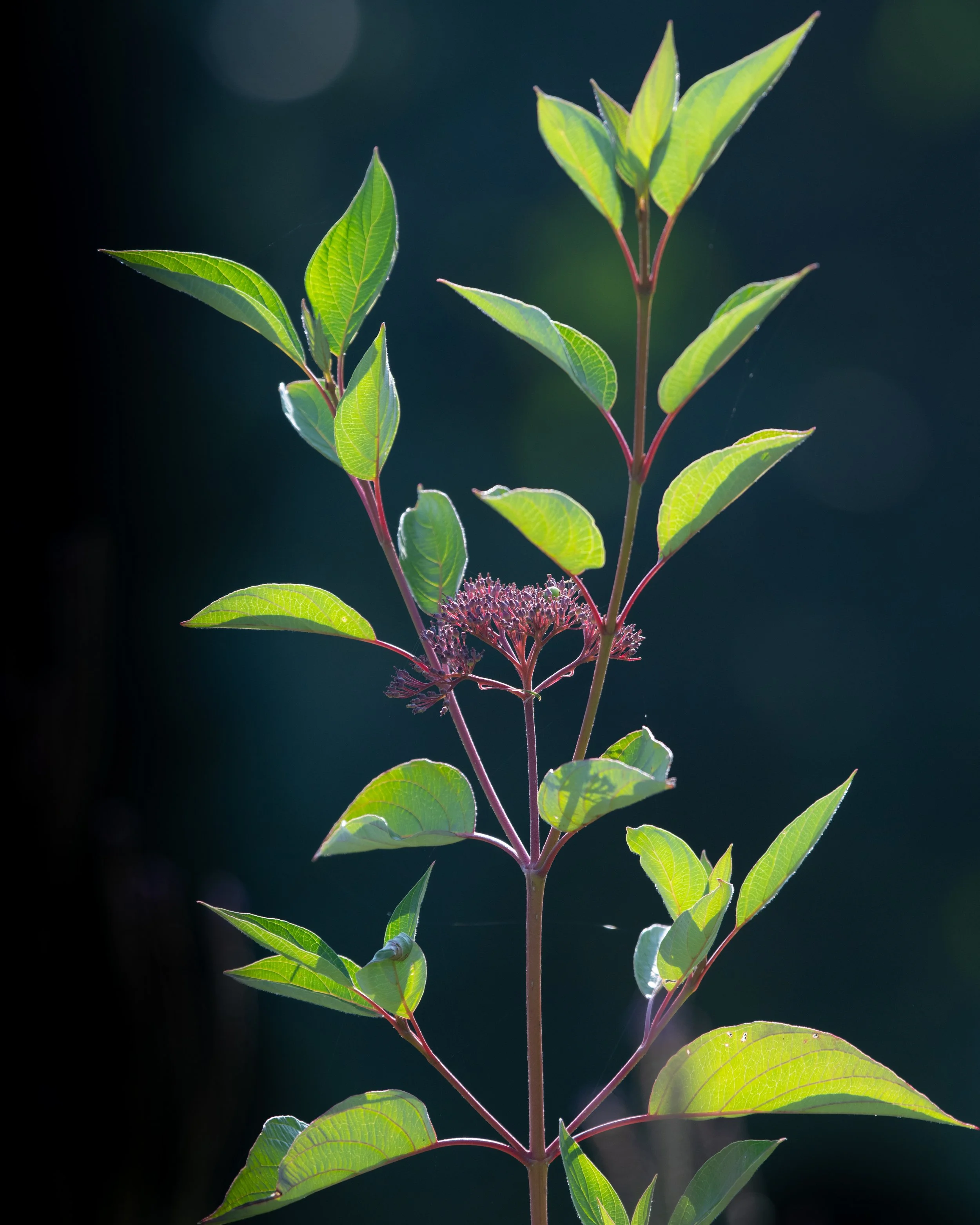 D85_3695.jpg