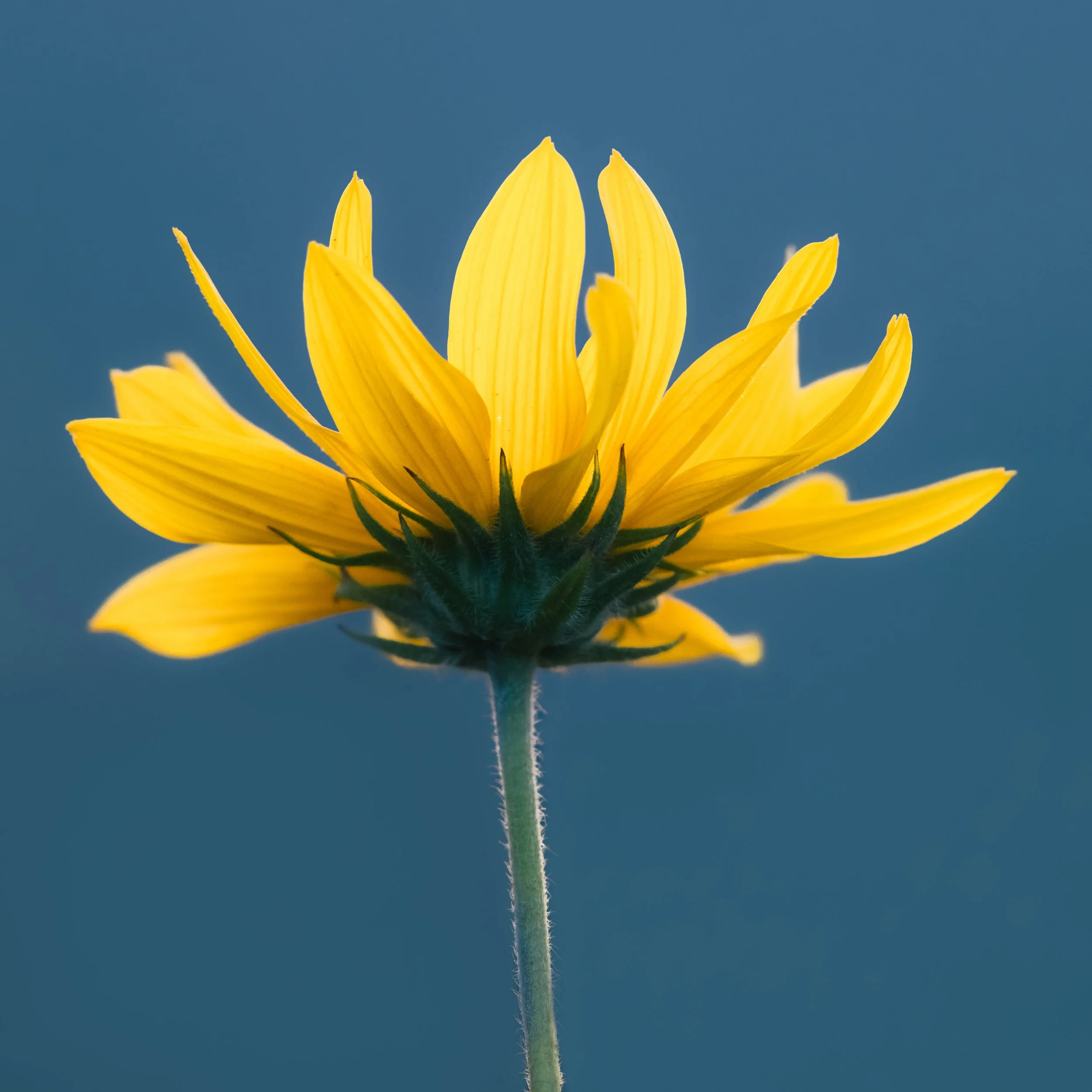 D85_3835-Edit.jpg