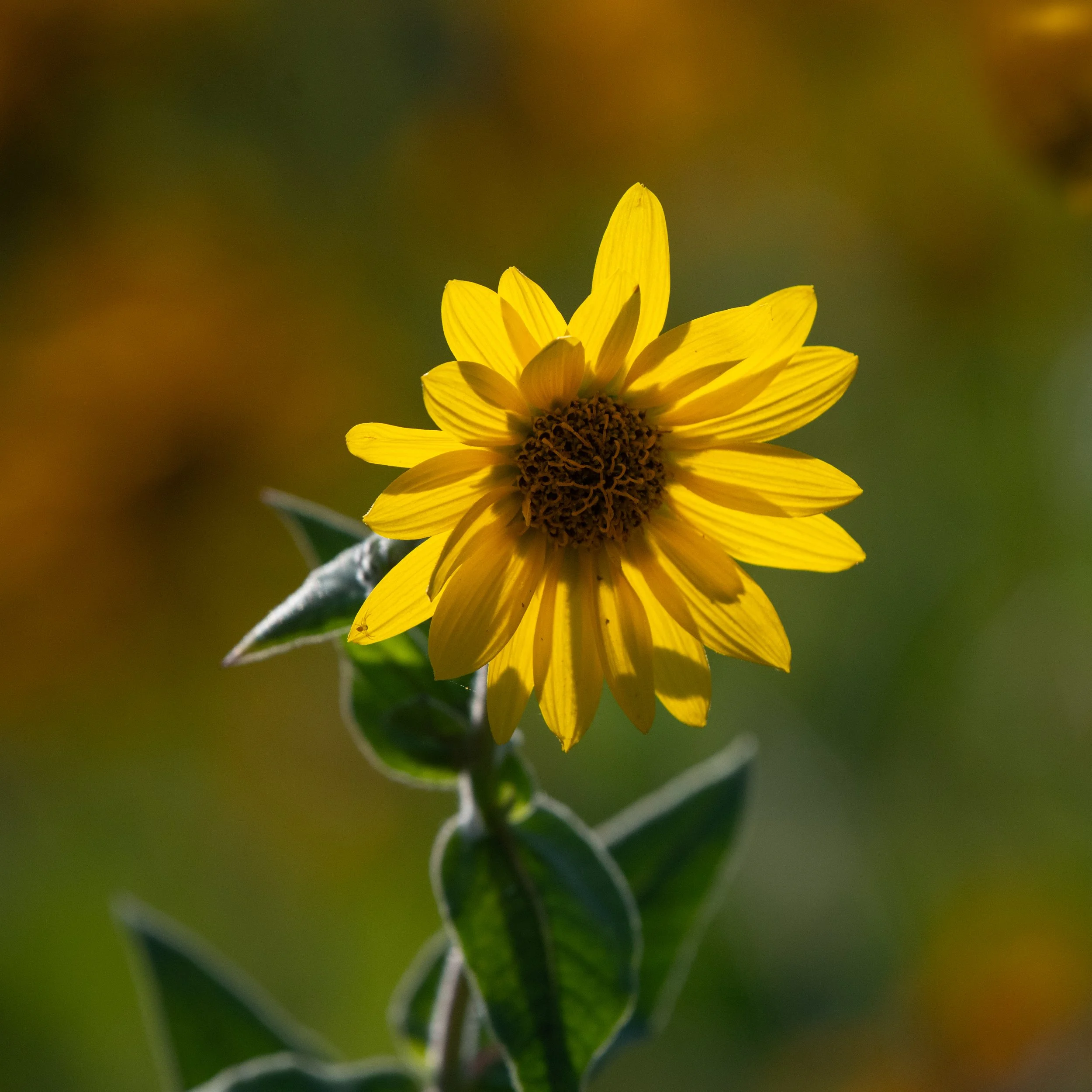 D85_3884.jpg