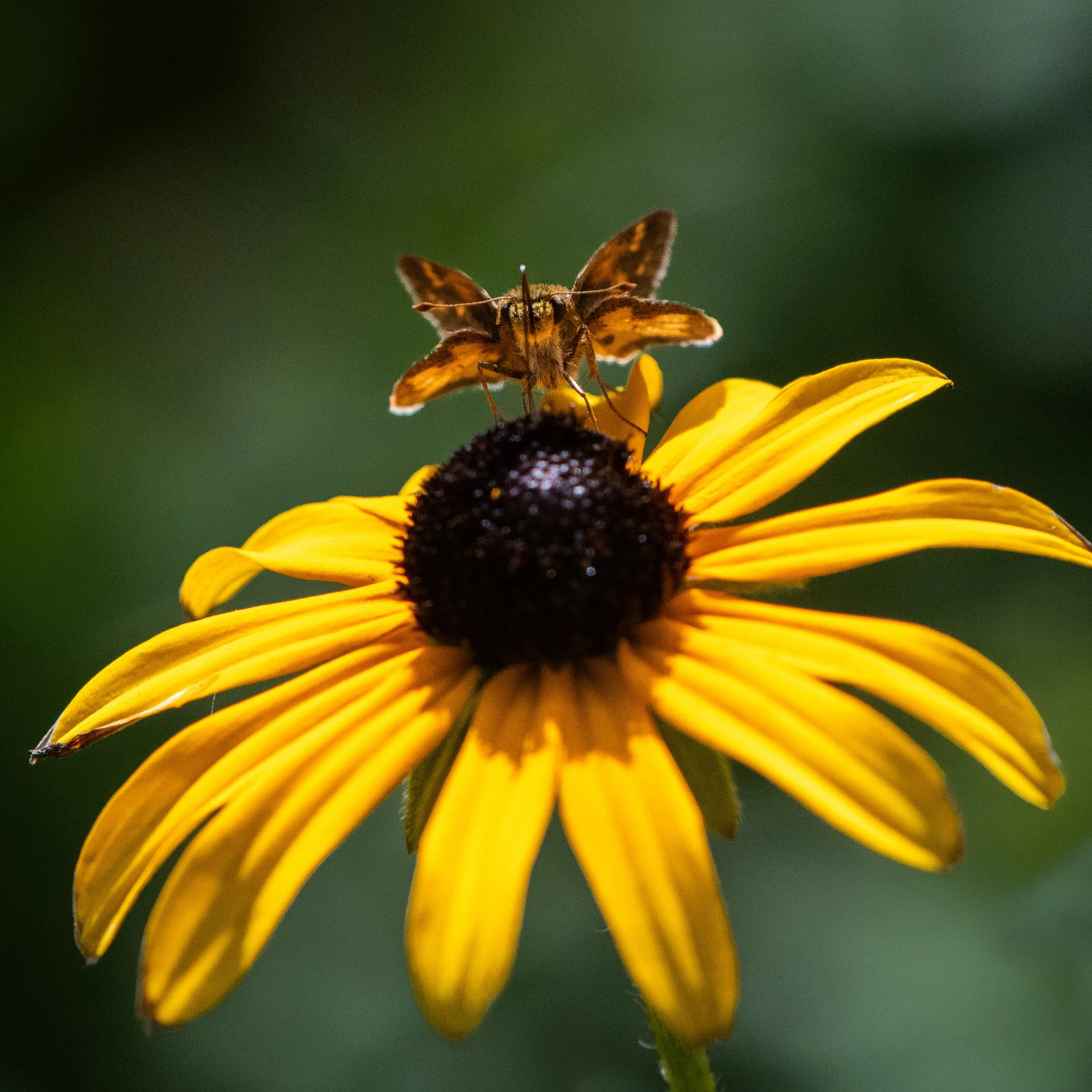 D85_4972.jpg