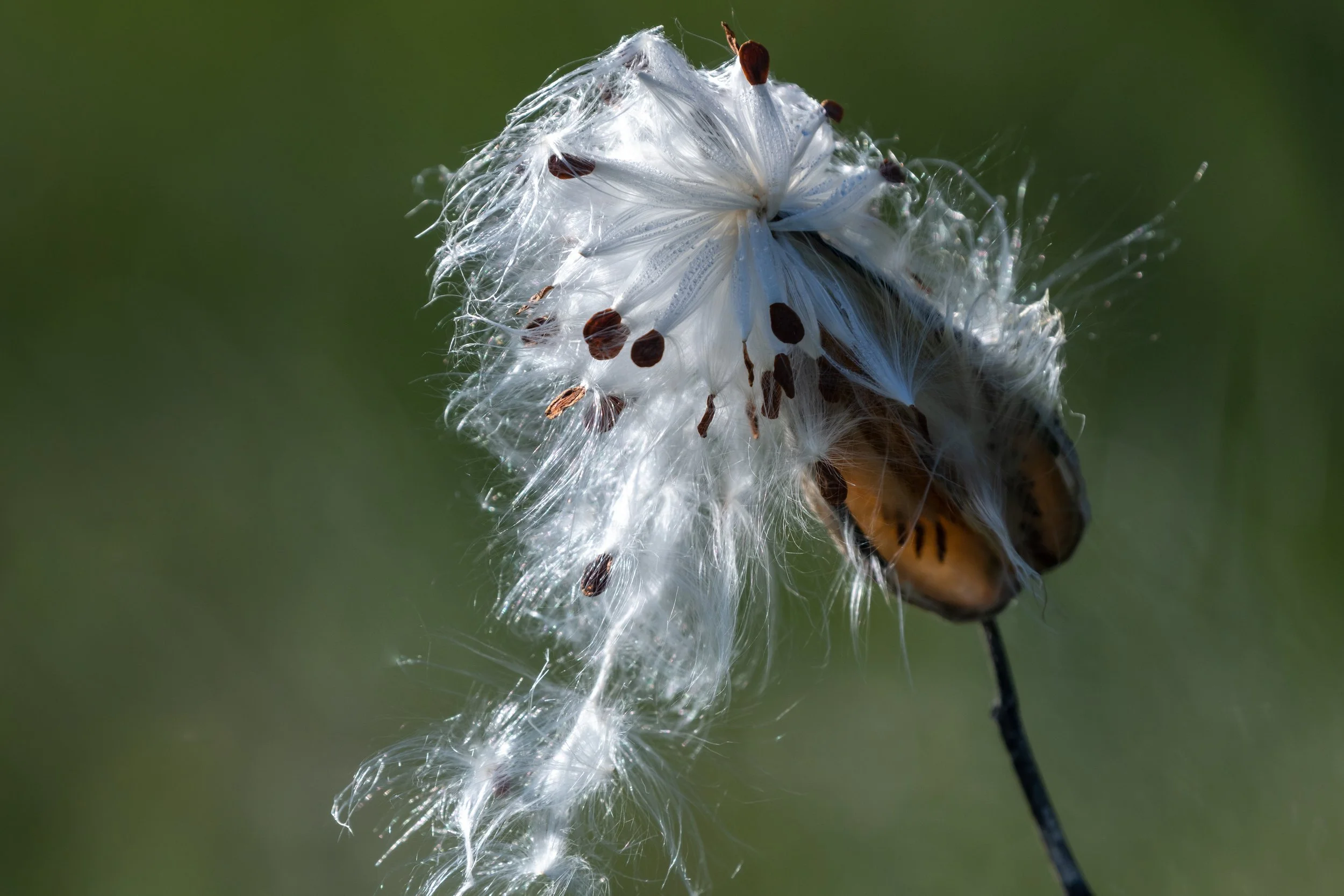 D85_5168.jpg