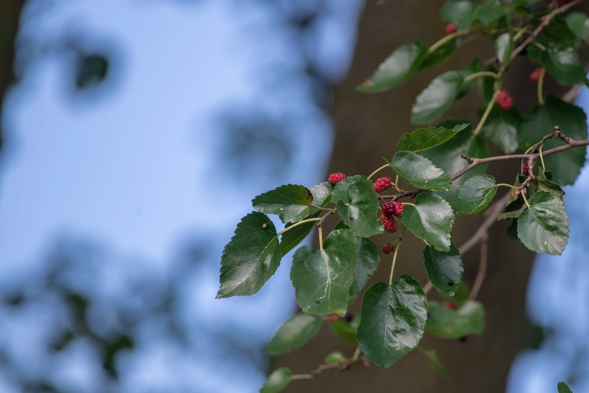 D85_6900.jpg