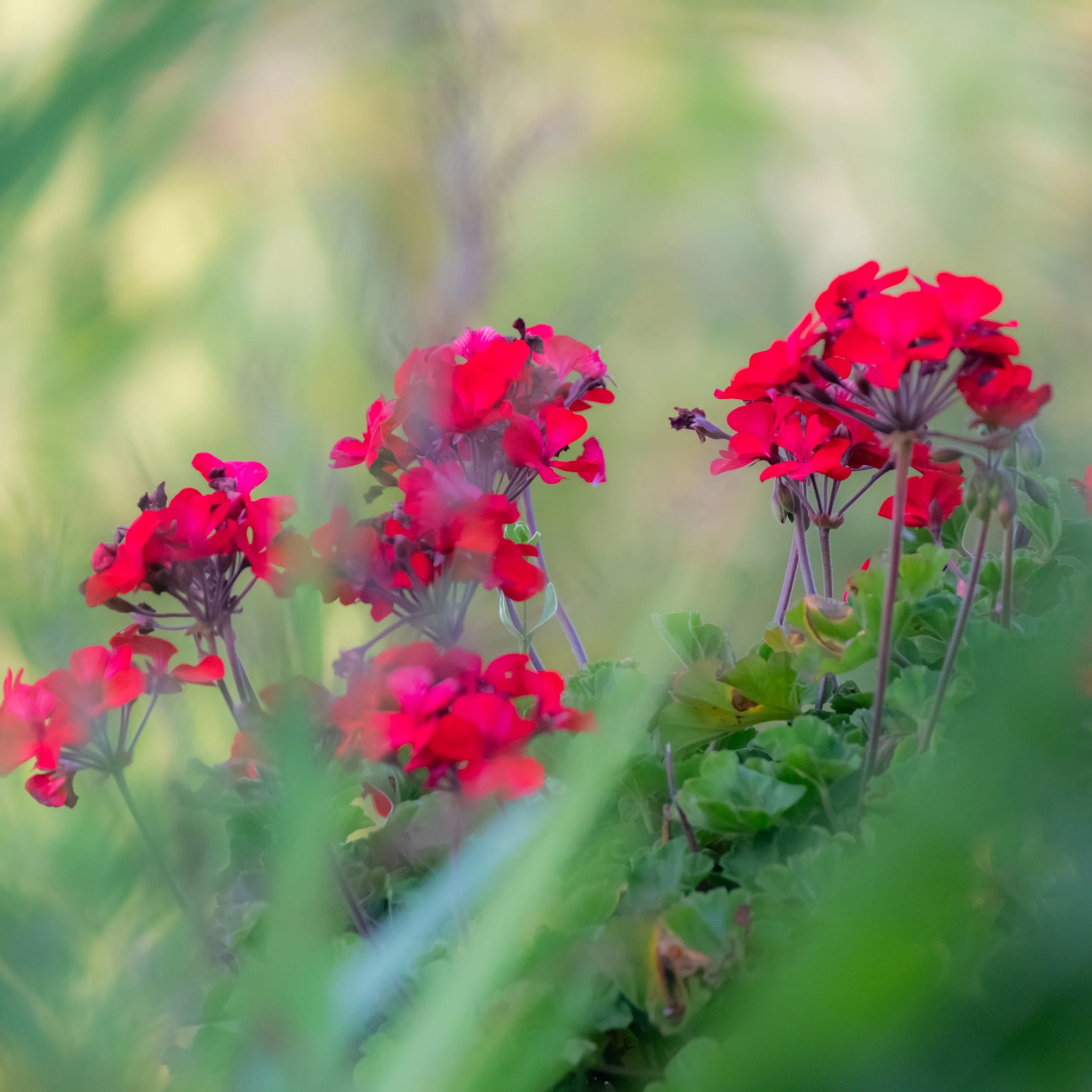 D85_2998.jpg