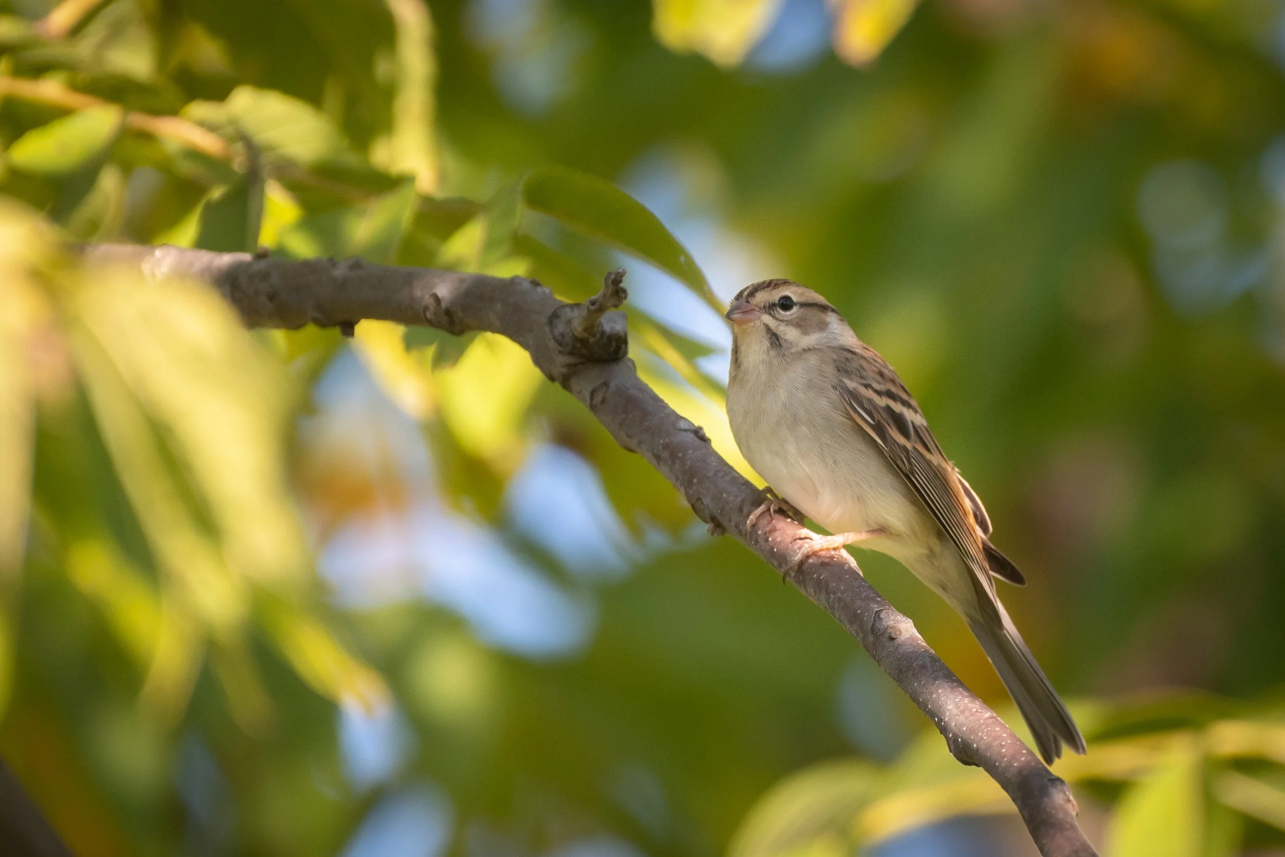 DSC_6162.jpg