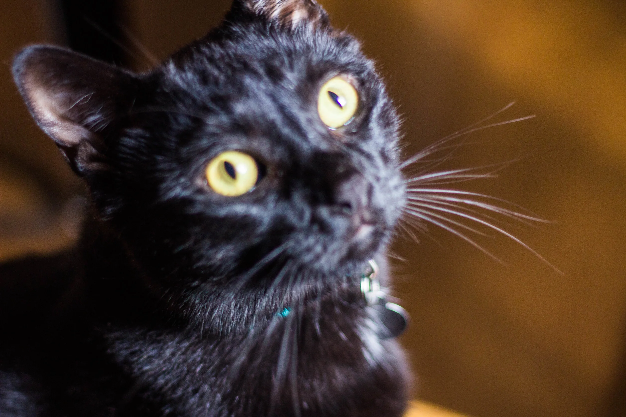 Toby: cooking assistant extraordinaire/really enthusiastic cat. 