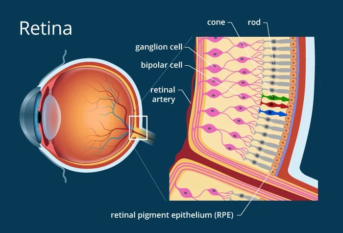 Retina.jpg