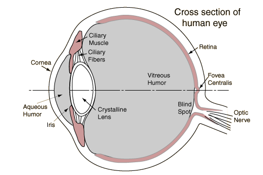 From retina to brain.gif