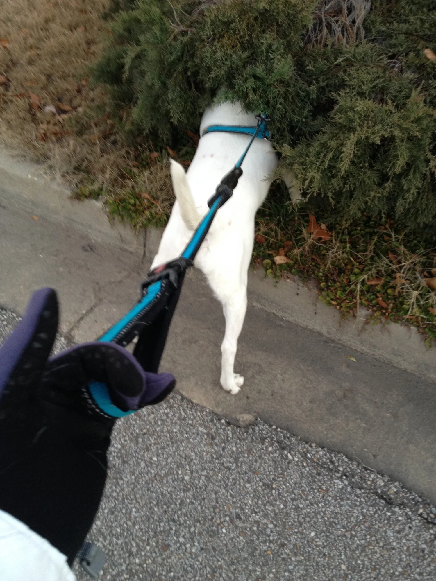 When Isaac finds a cat in a bush, this is what happens. 