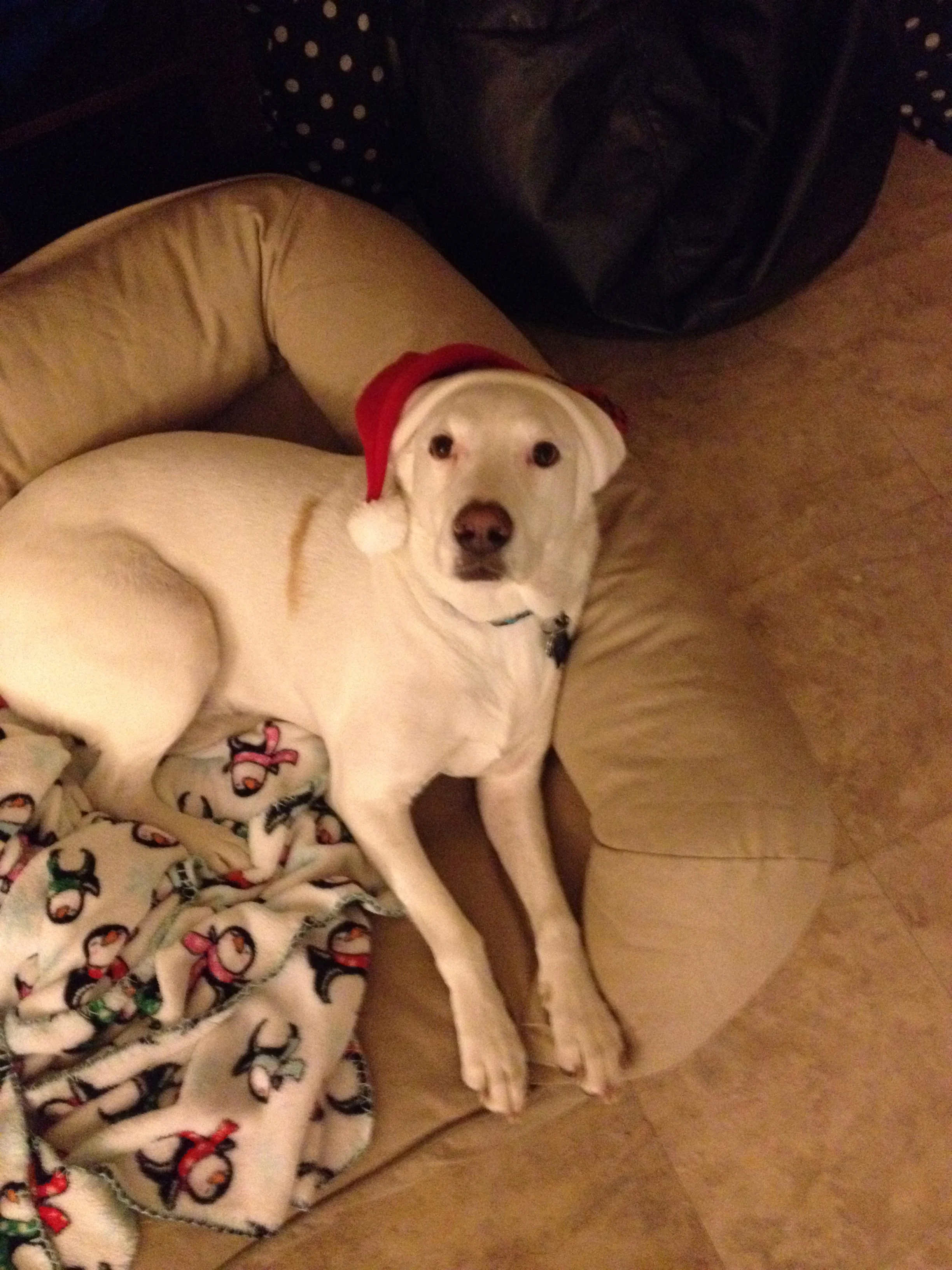 December 2014. He wore the hat for 3 seconds and has refused to wear it since then.
