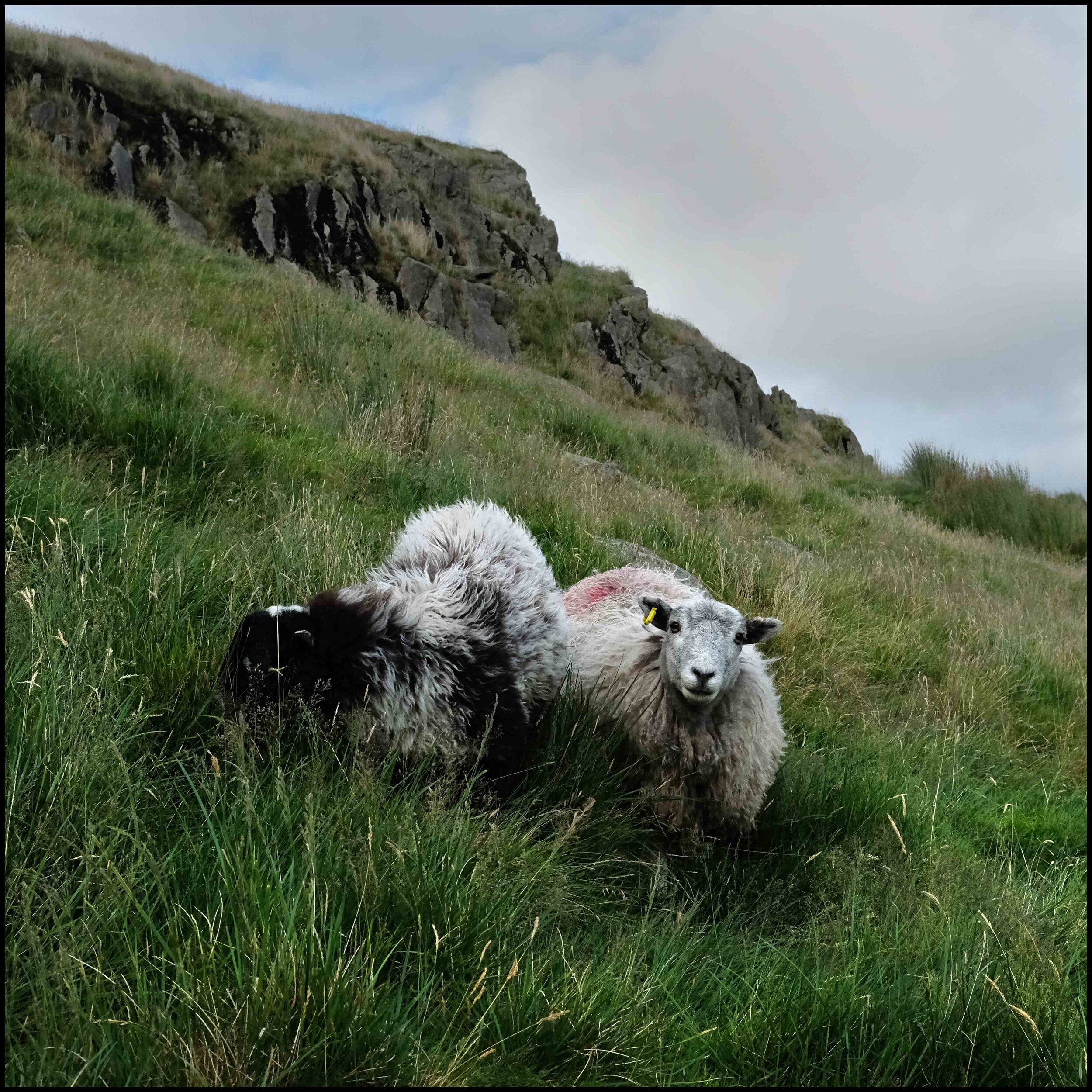 lake district red screes F1574 thumbnail sm.jpg