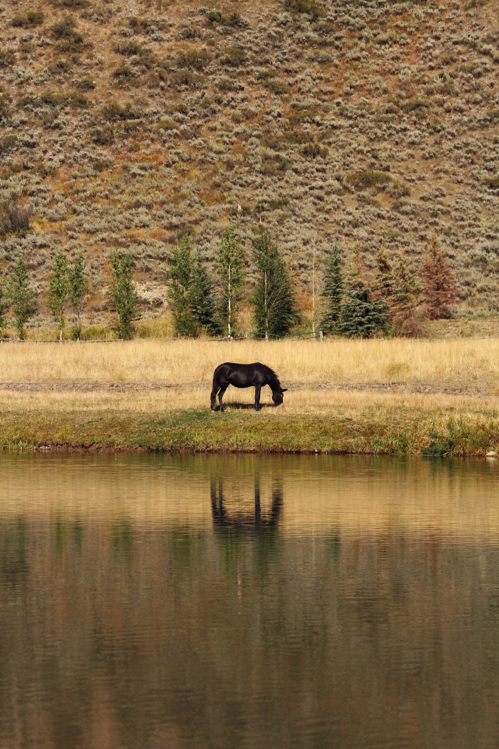 horse1.png
