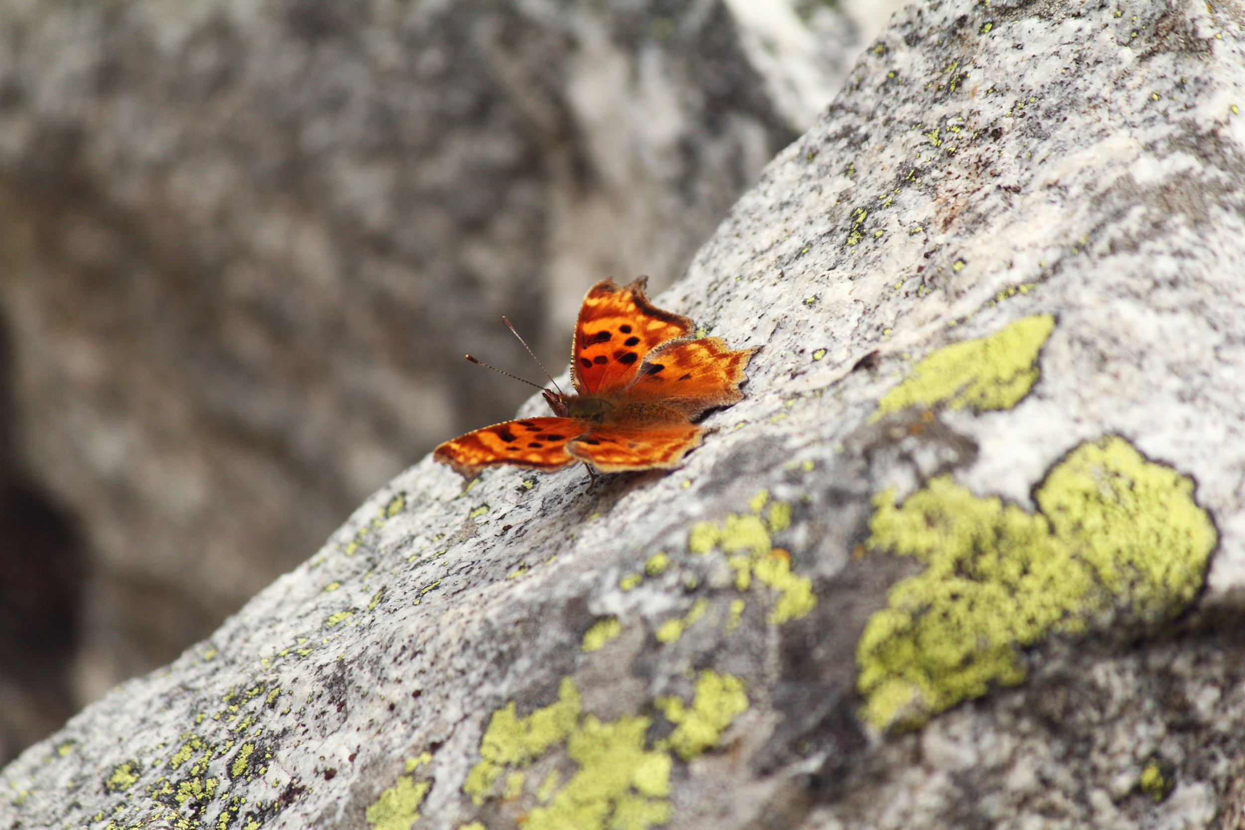 butterfly3.png