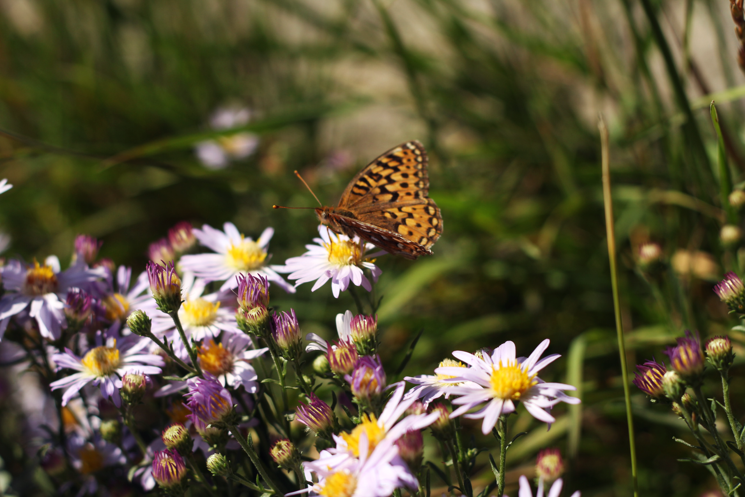 BUTTERFLY2.png