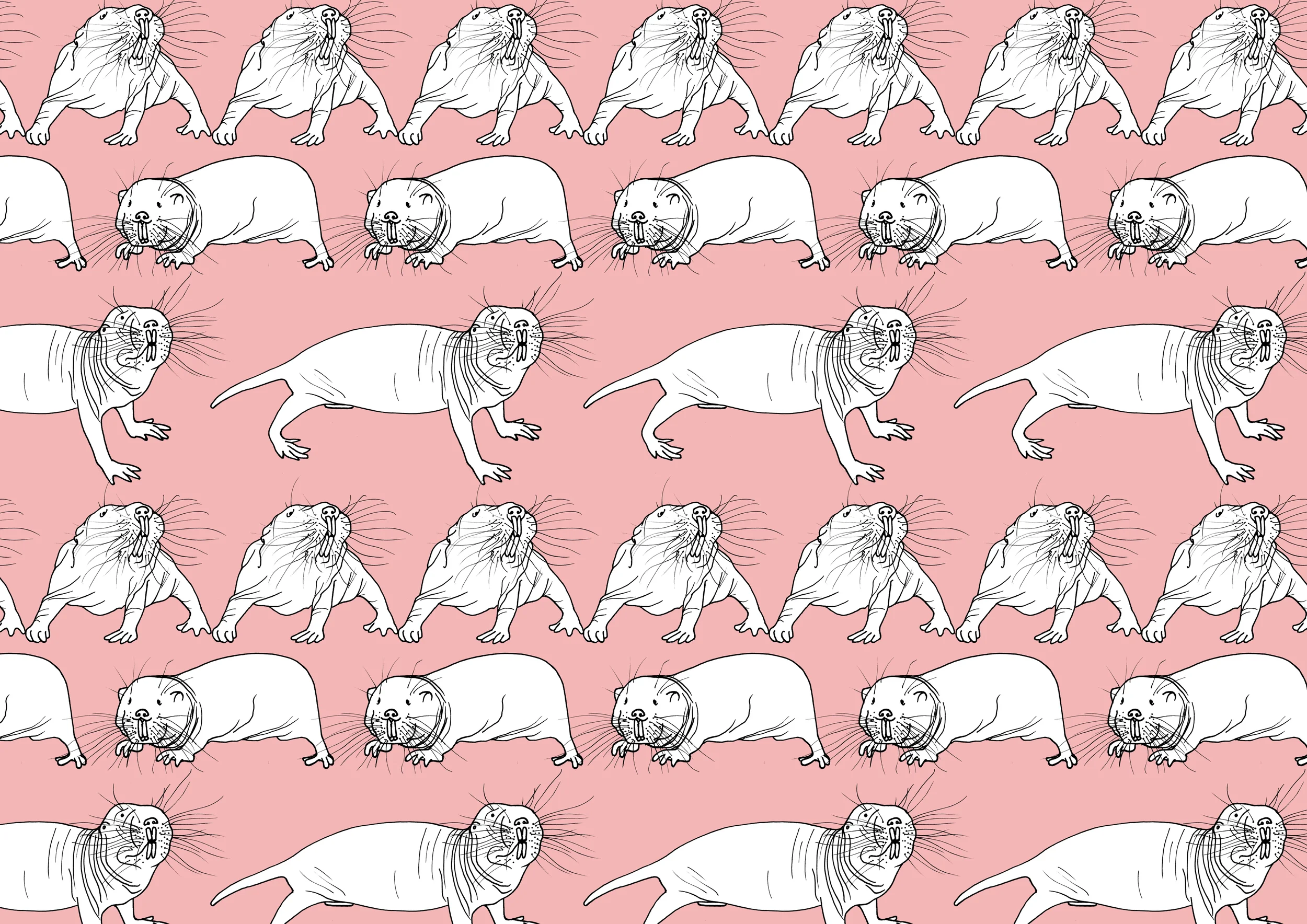 10 molerat ROSEMARY CUNNINGHAM.jpg