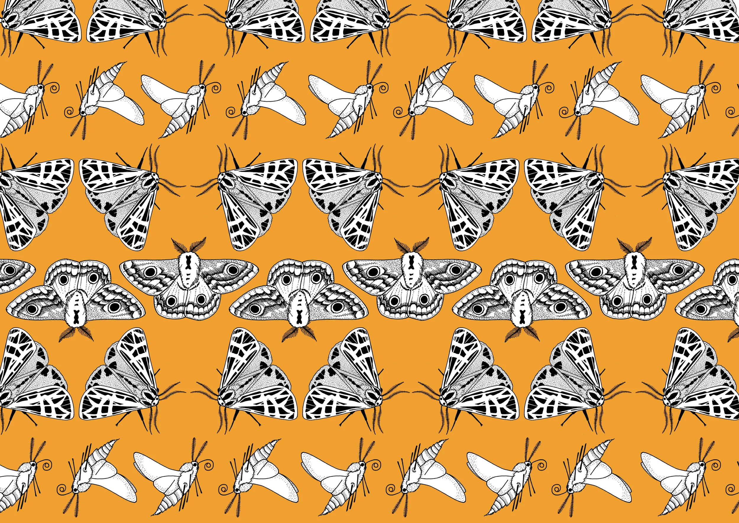 9 moths ROSEMARY CUNNINGHAM.jpg