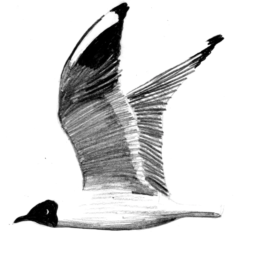 nicgreen gull.jpg