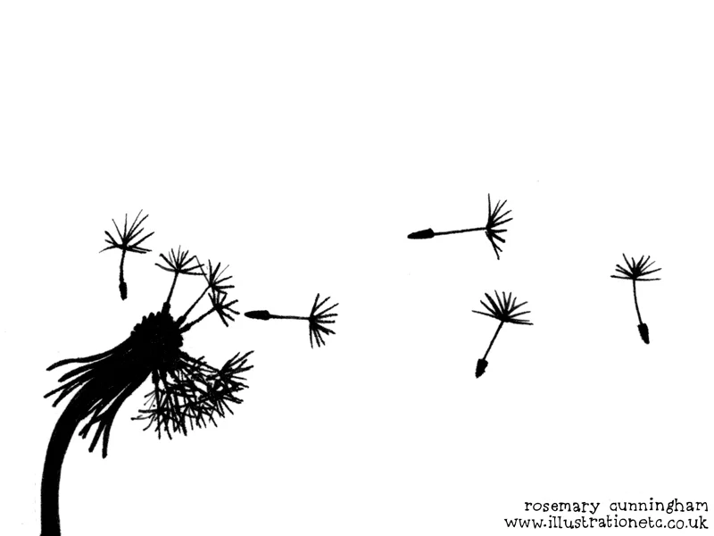 23.2.16 madlove wind dandelion rosemary cunningham.jpg