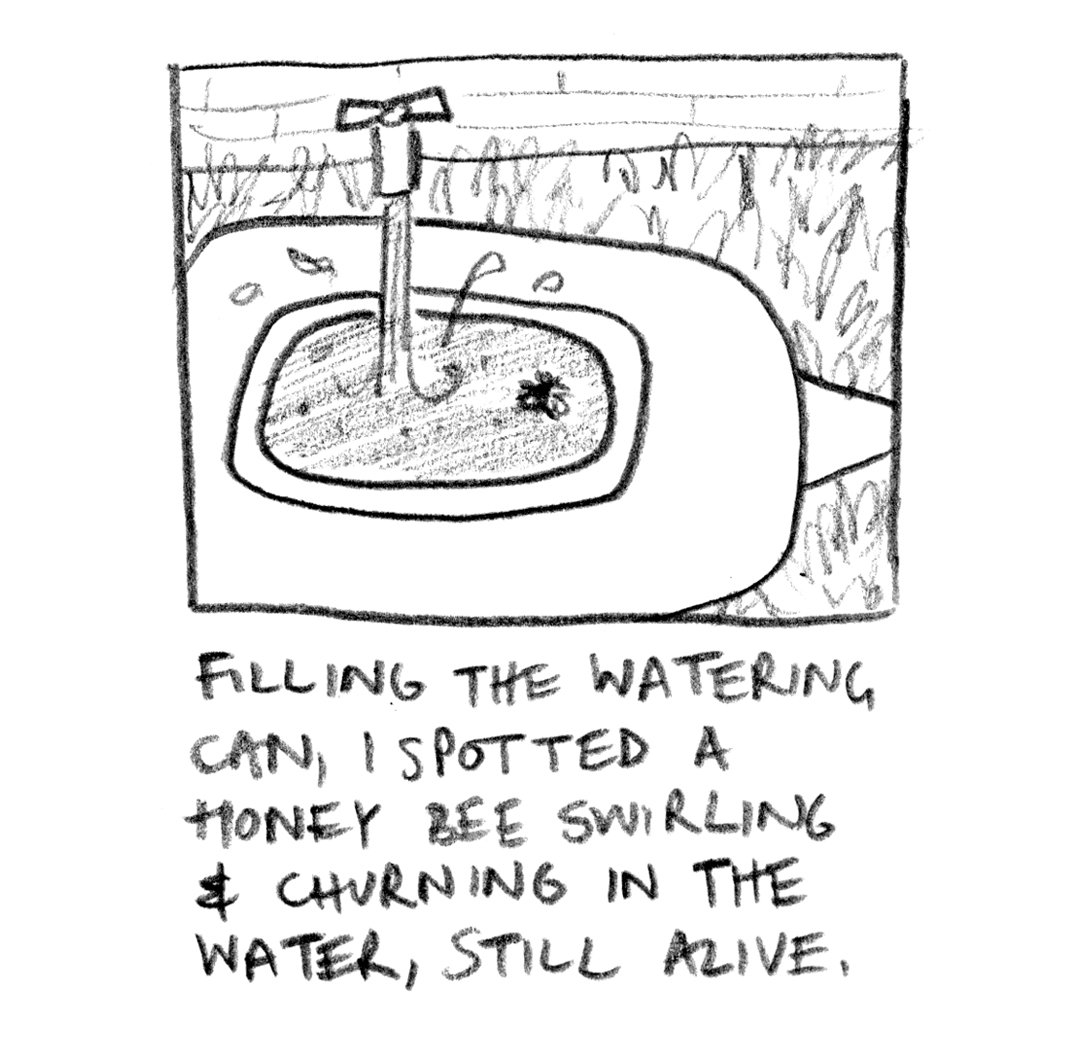 2 comic - the bee rosemary cunningham jun 24.jpg