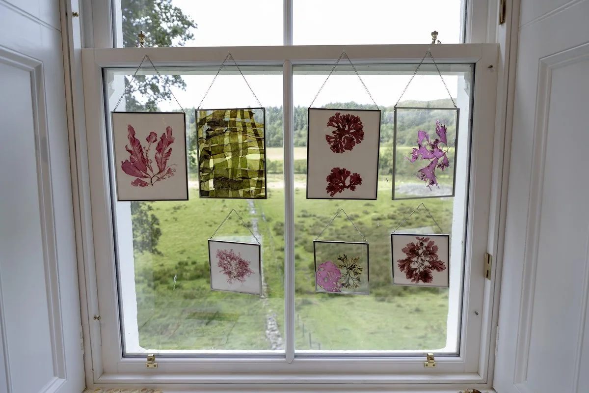 0J4A5137 seaweed window 2 copyJAMIE WARDROP - rosie cunningham .jpg