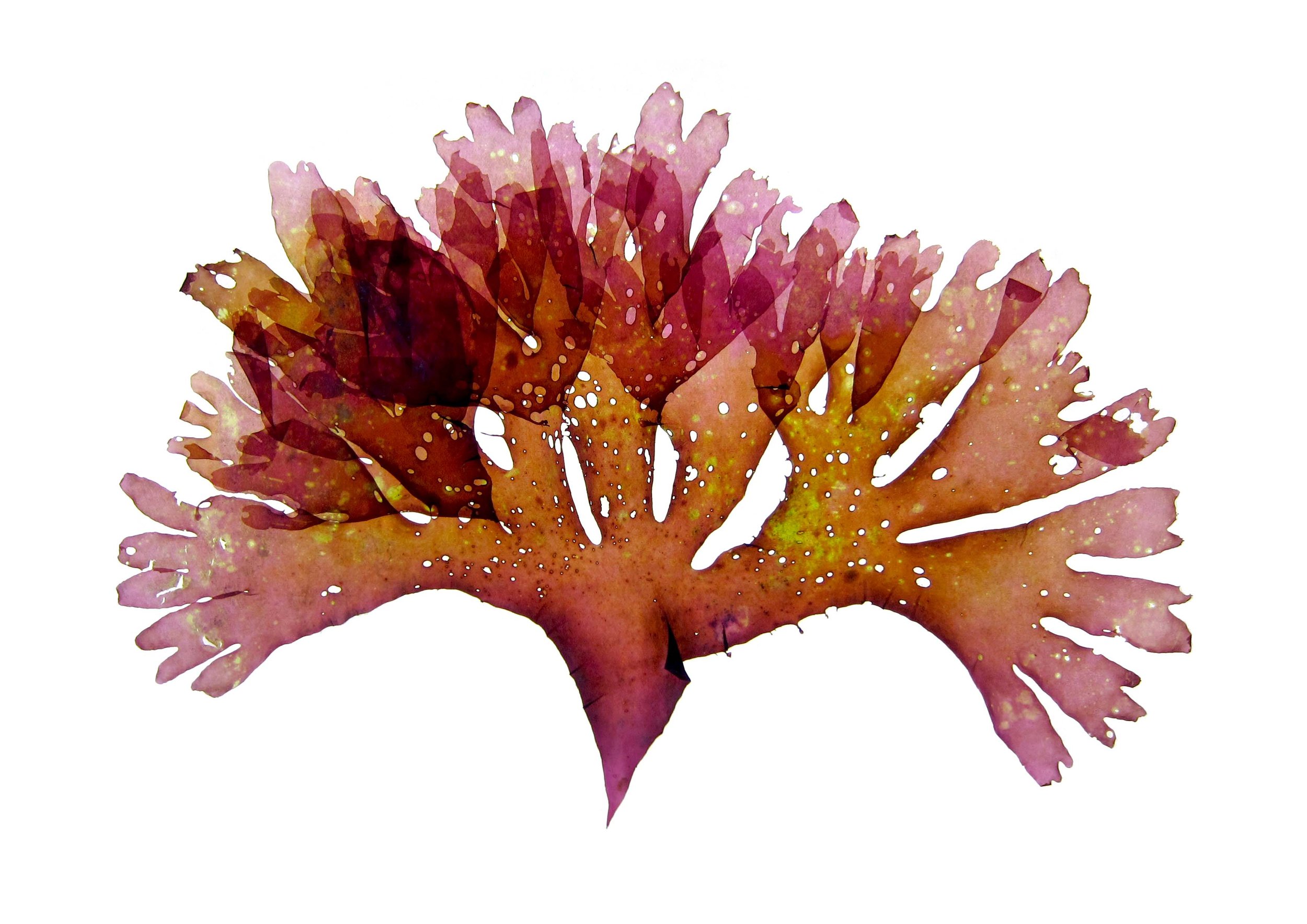 A4 print - fan weed I rosie cunningham .jpg
