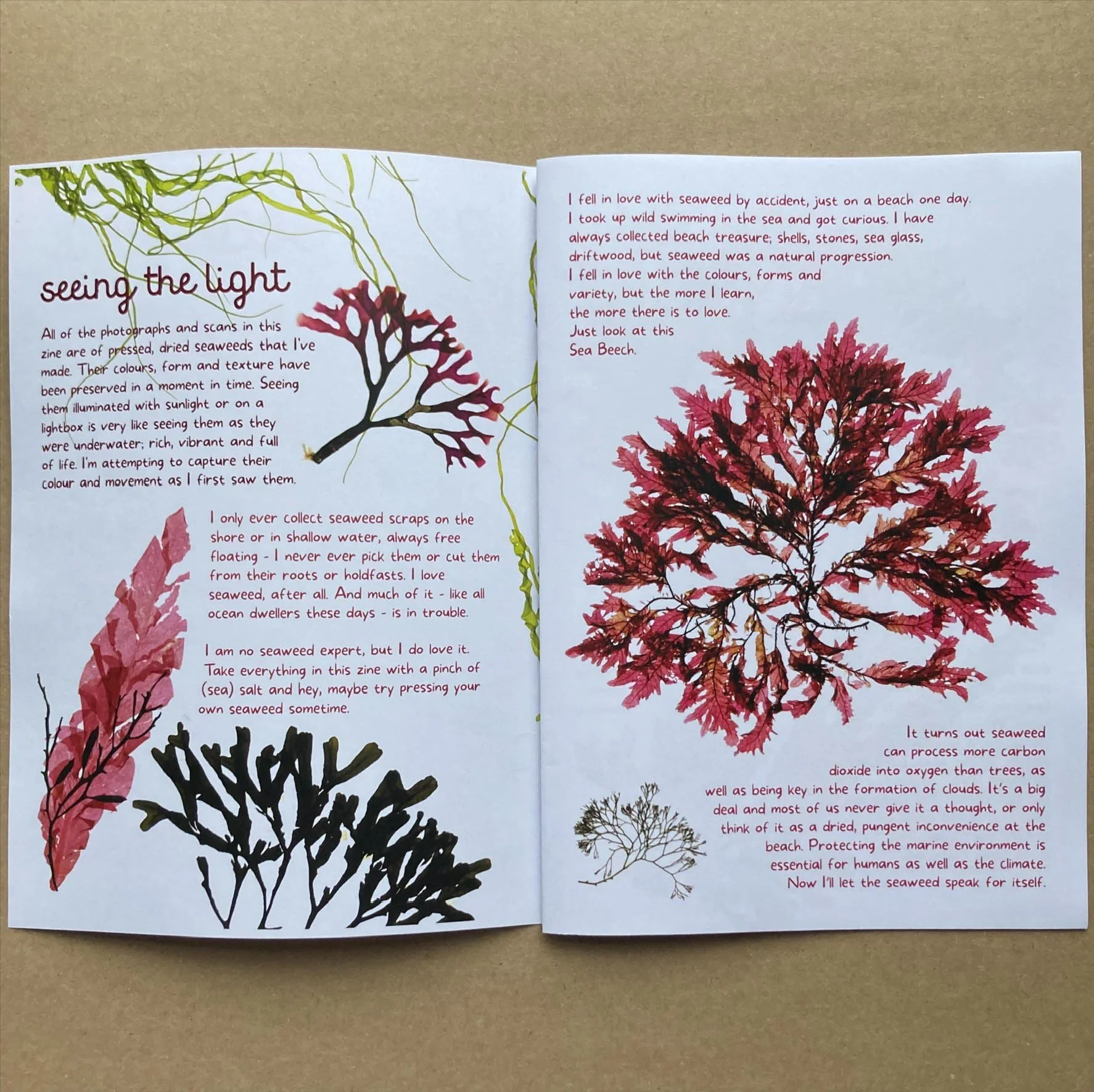 1 seaweed zine rosie cunningham.jpg