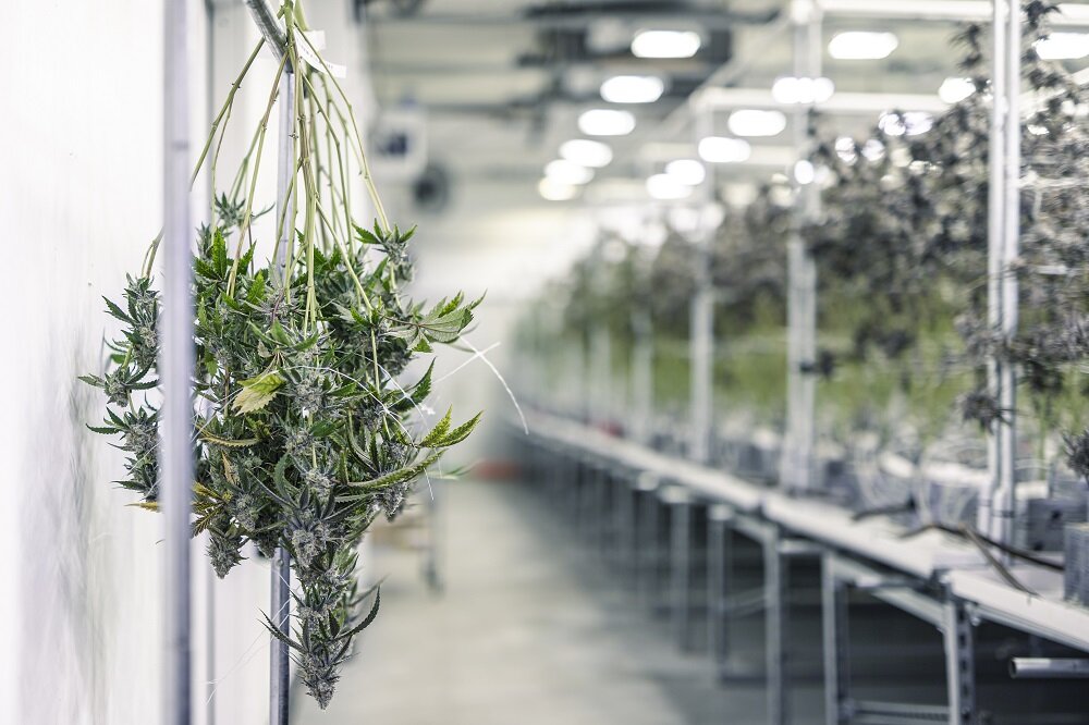 Humiscope installs dehumidifers for Cannabis Drying.jpg