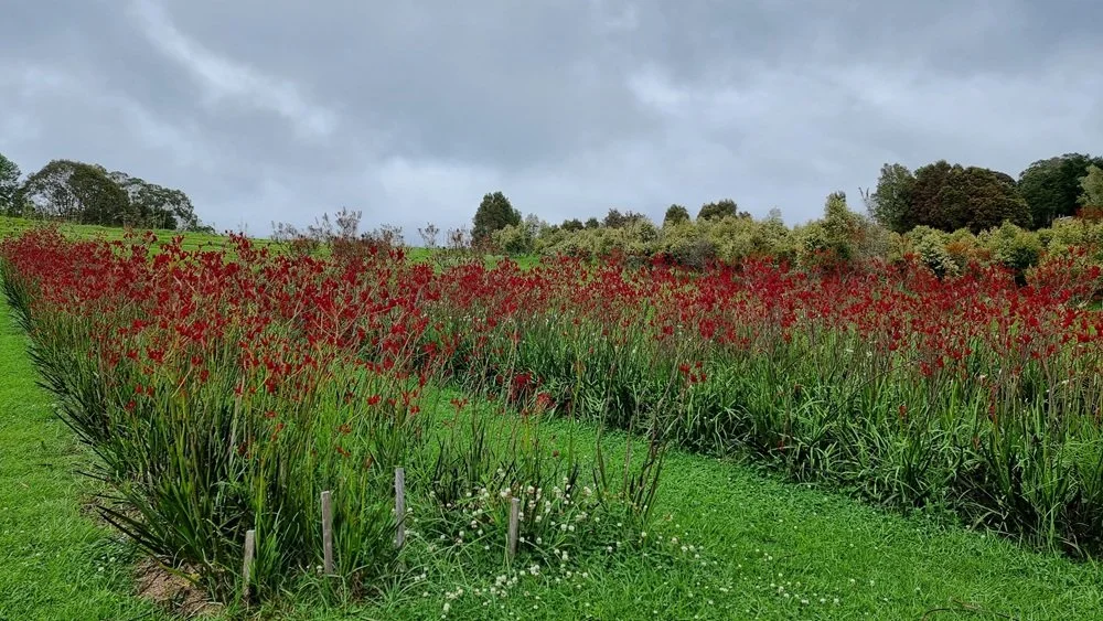 Red Kangaroo Paw growing at Top of the Range Flowers farm in New South Wales