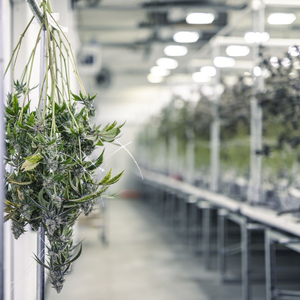 Medicinal cannabis plants drying in a controlled cultivation facility