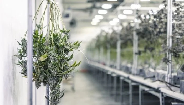 Cannabis drying room with hanging plants and controlled humidity for consistent curing and product quality