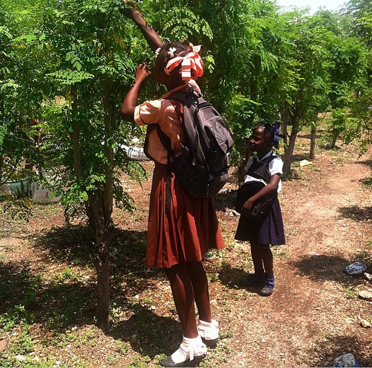 The Moringa tree is used for food, shade, fencing, and more