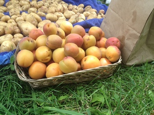  Apricots!! Yum.