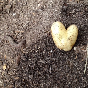 Spread the love - volunteer at the September preSERVE garden day this Saturday (9/12).