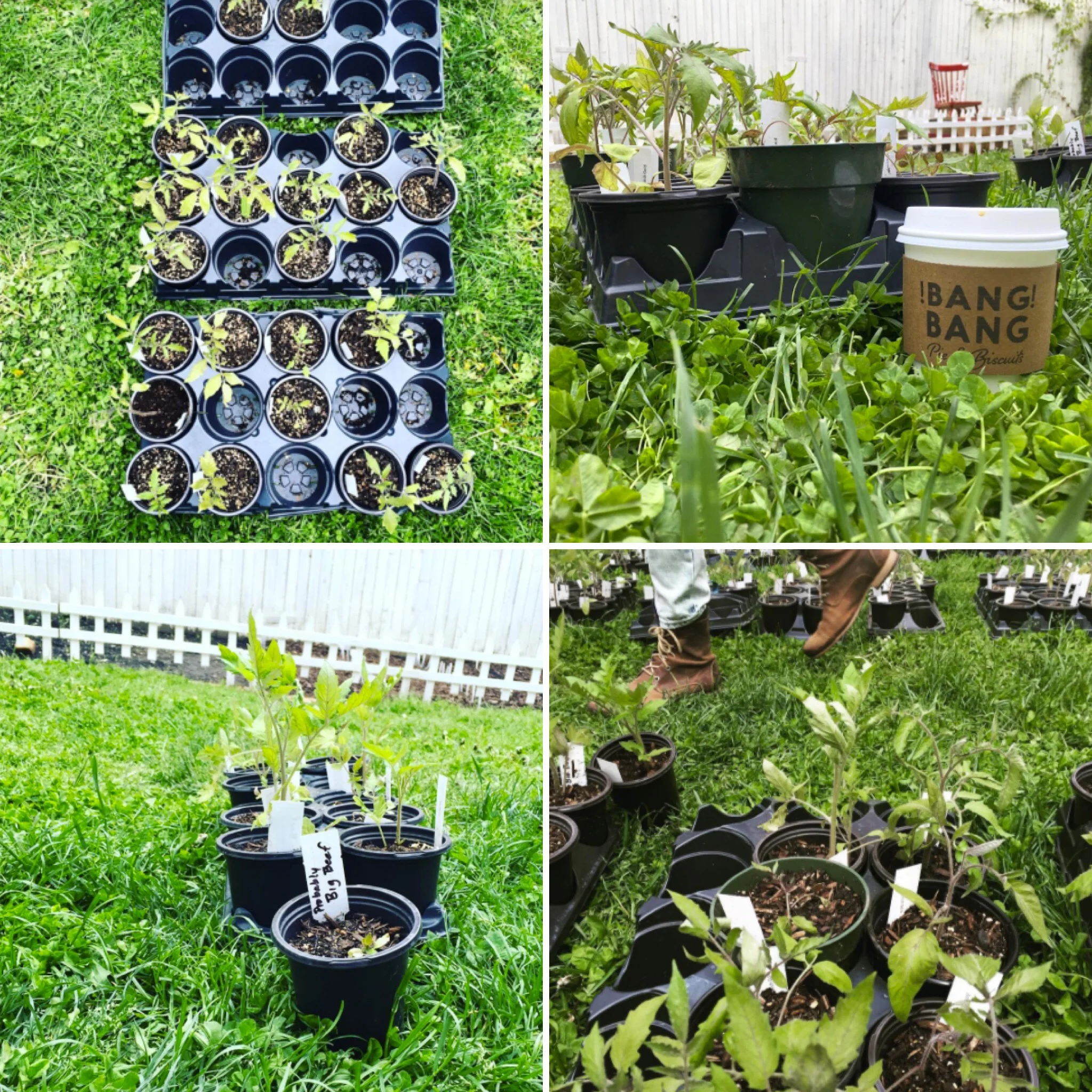 Annual Tomato Seedling Sale - THIS SUNDAY!