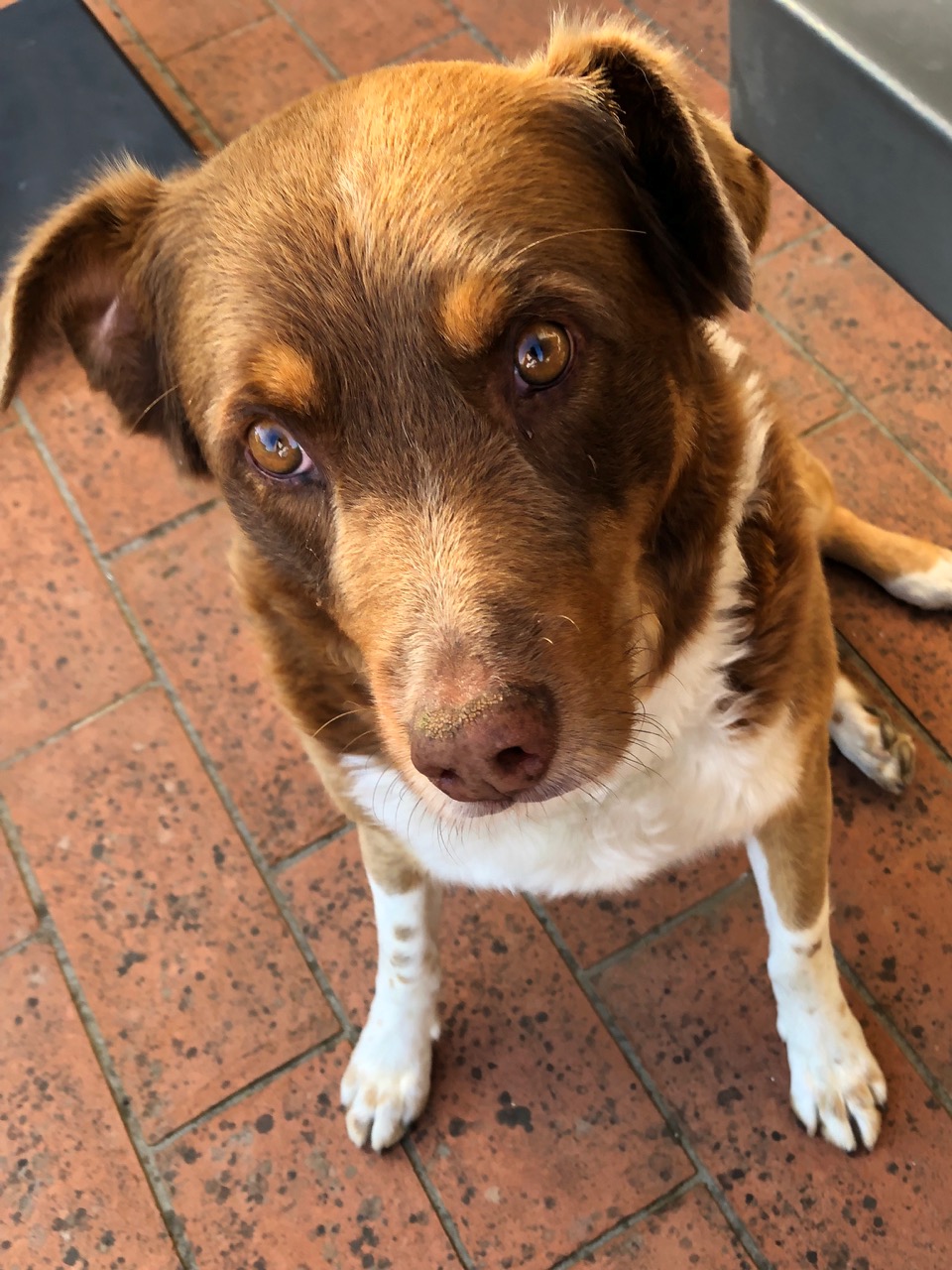 Eddy the dog. (Image provided by Rebecca Margolis.)