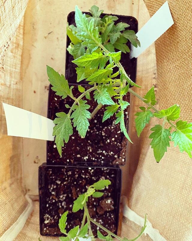 Have you ordered your tomato seedlings yet? These beautiful heirloom and #ArkofTaste tomatoes are ready to go home to your garden! Order on our website and pick up @chicagogamecafe where our board members will greet you with smiling (and safely maske