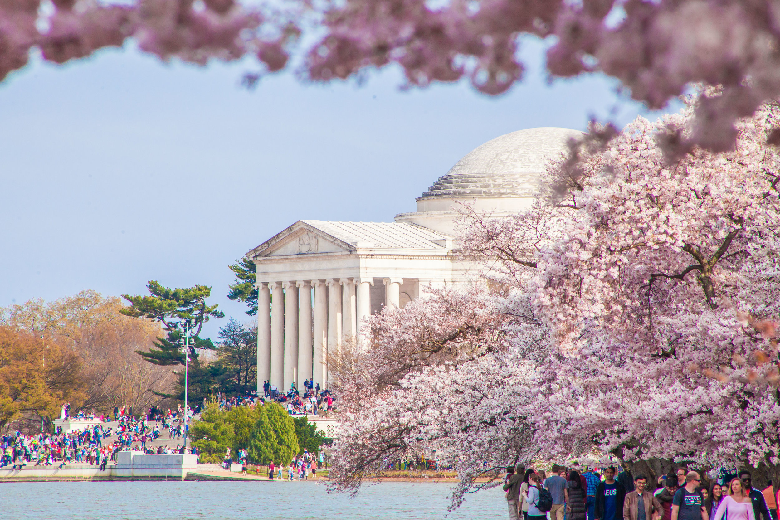 Cherry Blossom Festival Dc , Cherry Blossoms Maps for Washington, DC ...