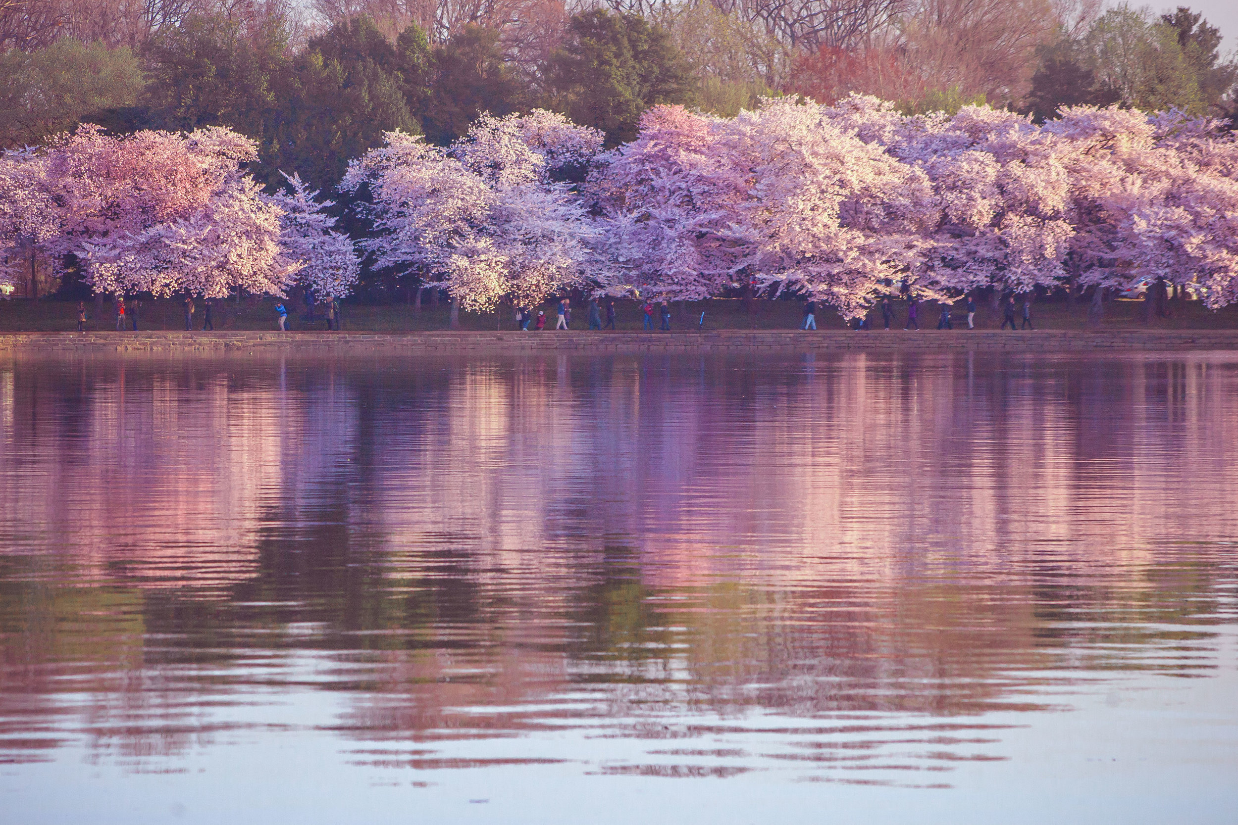 Cherry Blossoms DC 2019 - 013.jpg