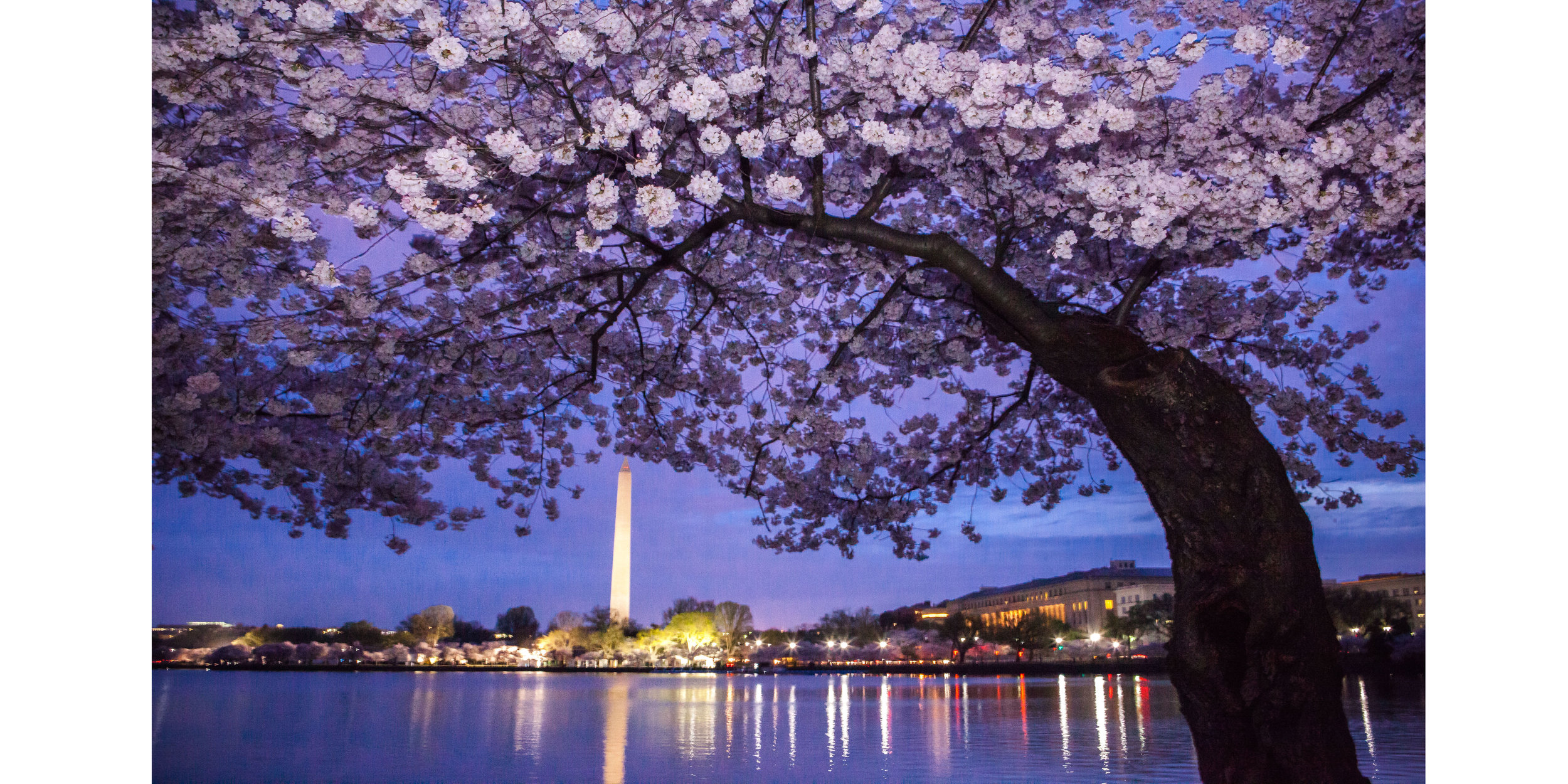 Washington DC Cherry Blossom Festival at dawn