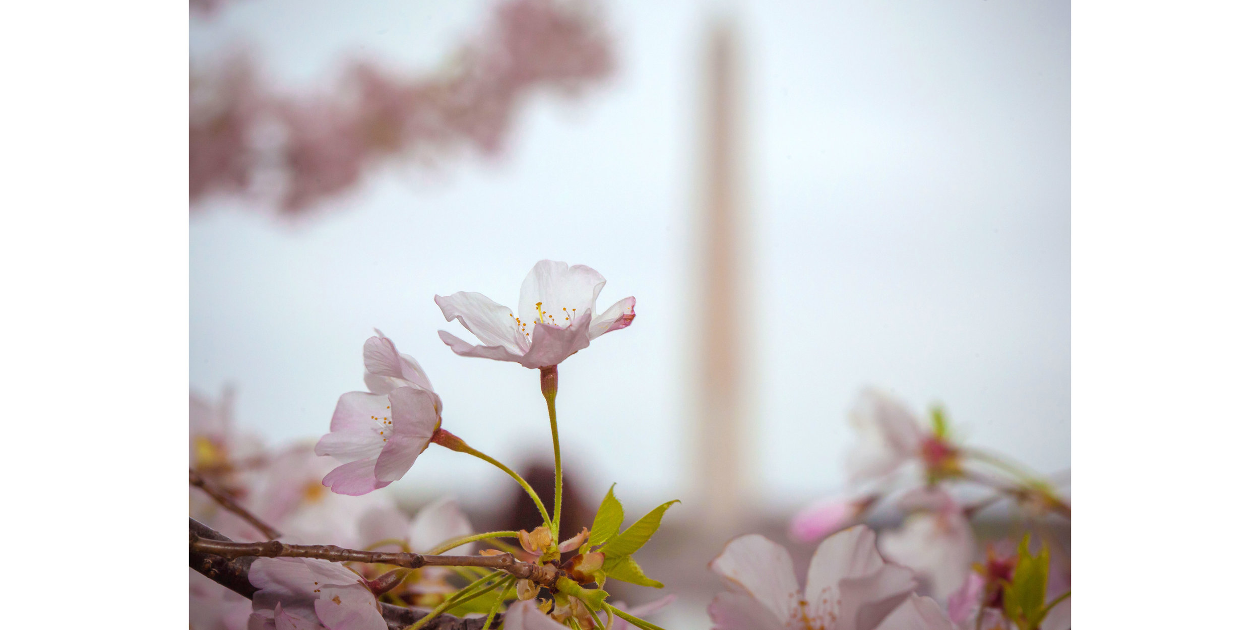 Cherry Blossoms 2016 -004.jpg