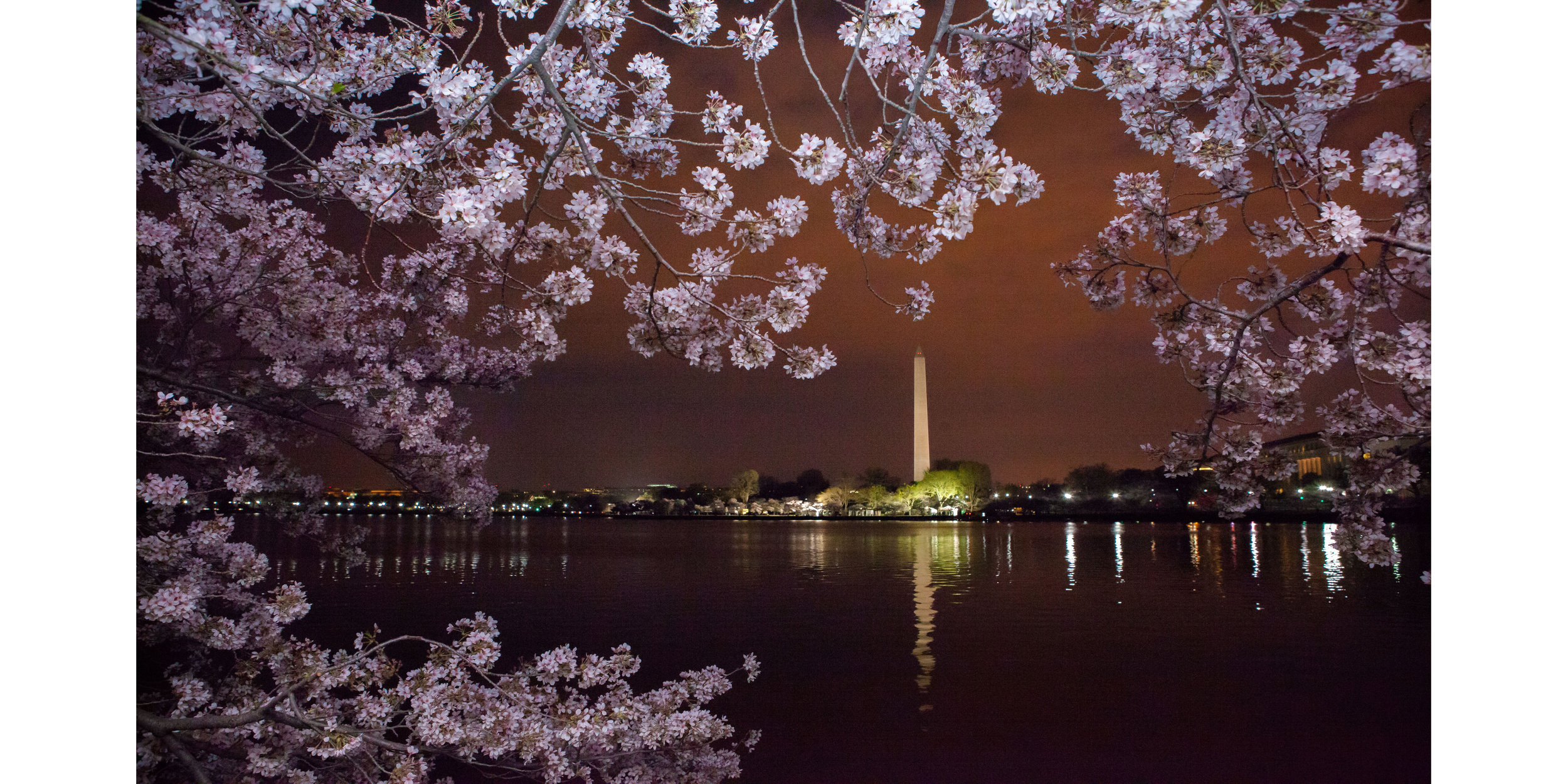 Cherry Blossoms 2016 -043.jpg