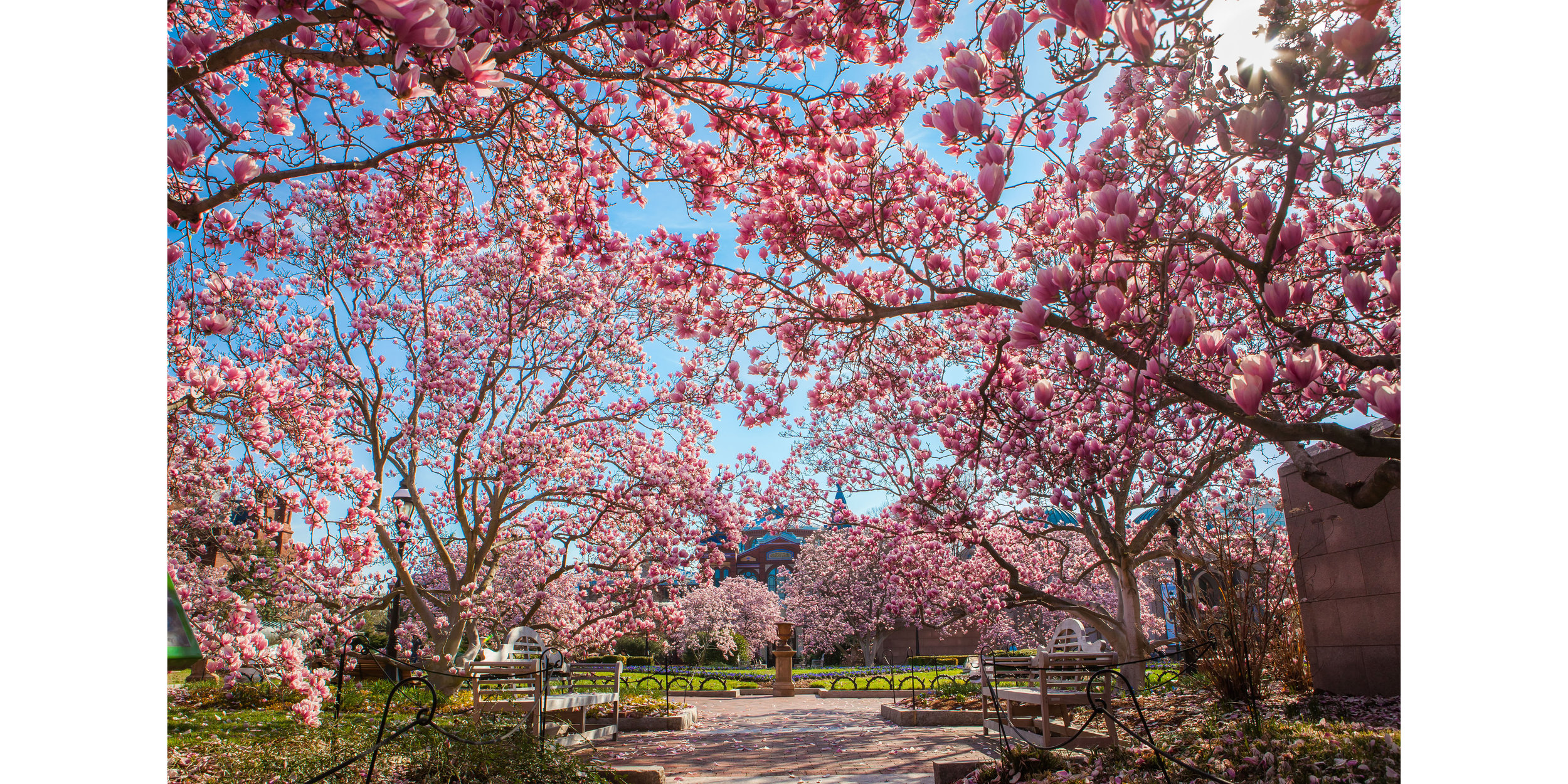Cherry Blossoms 2016 -039.jpg