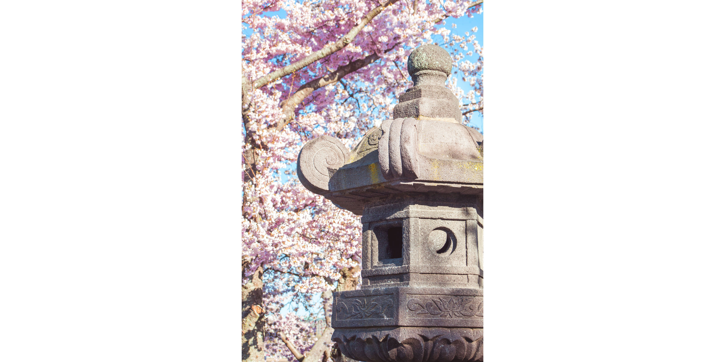 Cherry Blossoms 2018 - 002.jpg