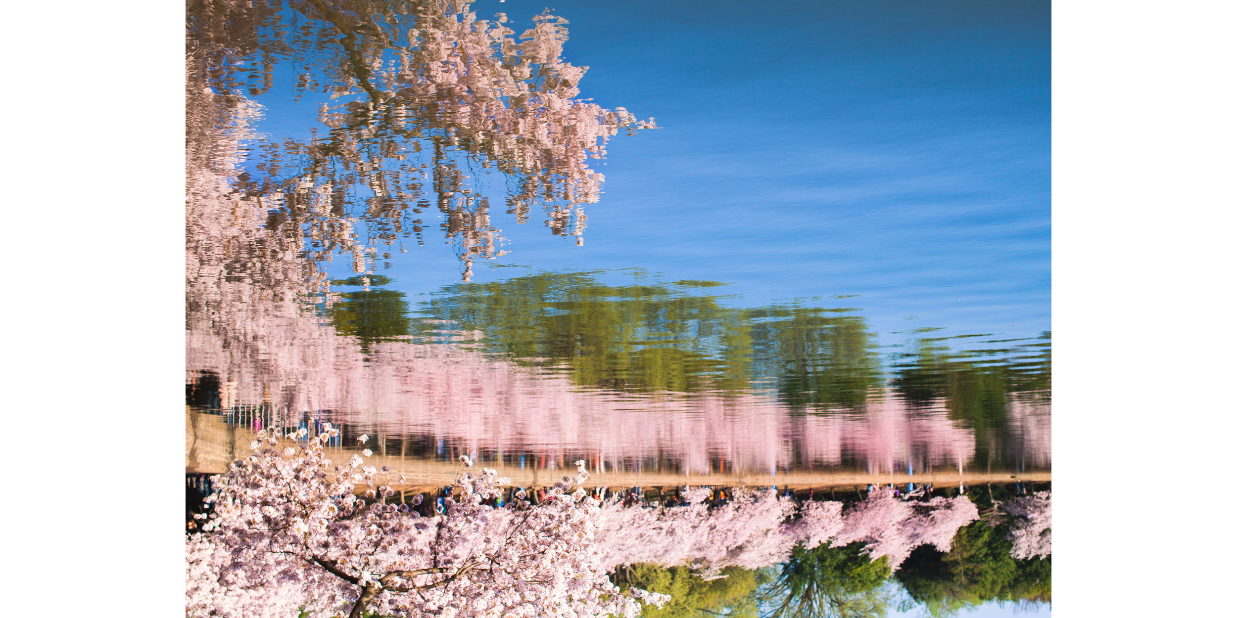 Cherry Blossoms DC 2019 - 001.jpg