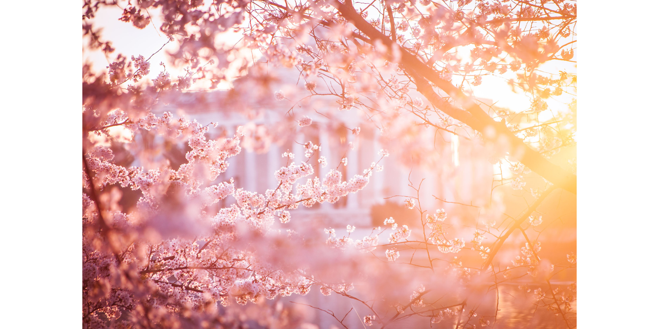 Cherry Blossoms DC 2019 - 002.jpg